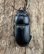 【WD】《ラマヒラタクワガタ 64mm ペア》