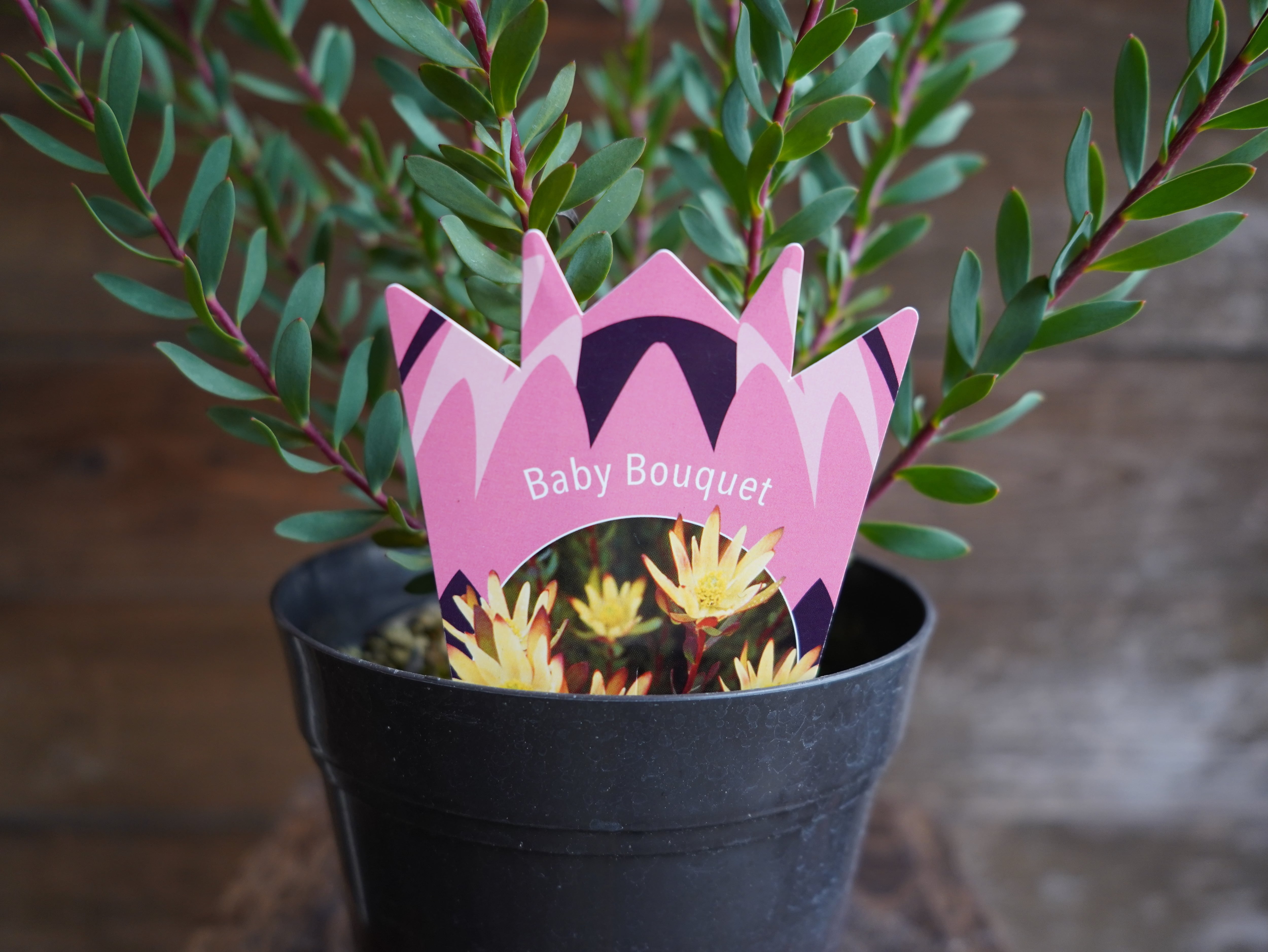 【現物】リューカデンドロン　”Baby Bouquet”