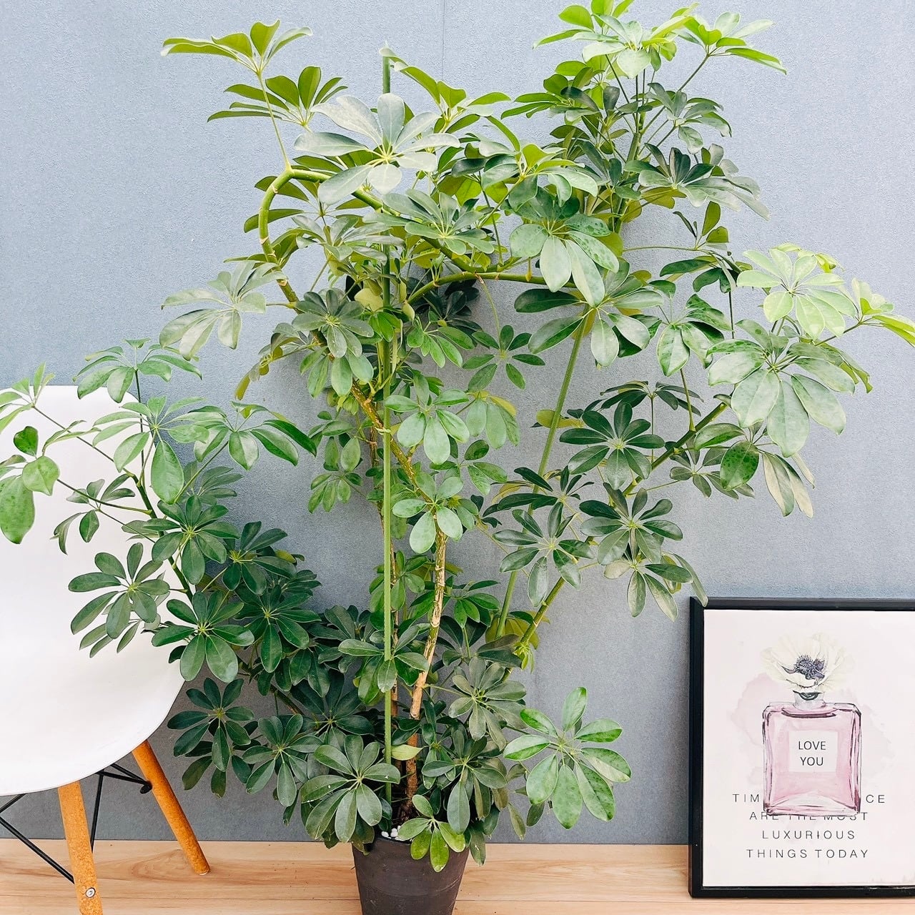 現品］【希少】30番 ドラセナ カンボジアーナ 観葉植物 レア 室内 幸福