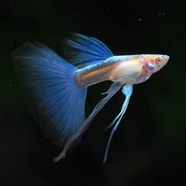 【専用】RREAブルートパーズリボン