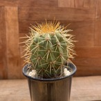 Copiapoa Haseltoniana【コピアポア・ハセルトニアナ・実生】