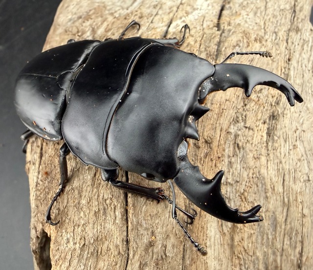 【WD】《アルキデスヒラタ アチェ産 中短歯 83mm ペア》