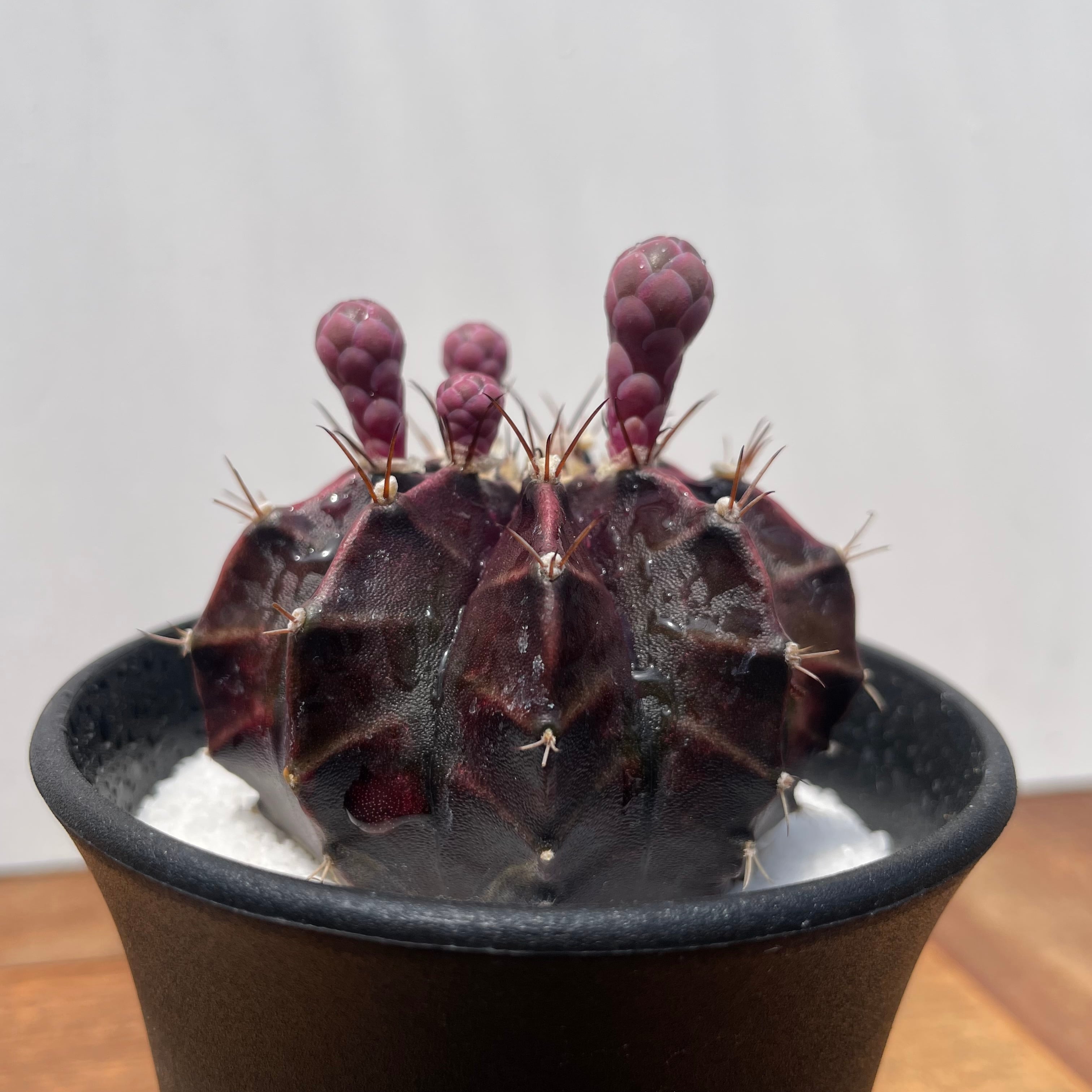 Gymnocalycium friedrichii LB hyb【ギムノカリキウム・LB特黒肌