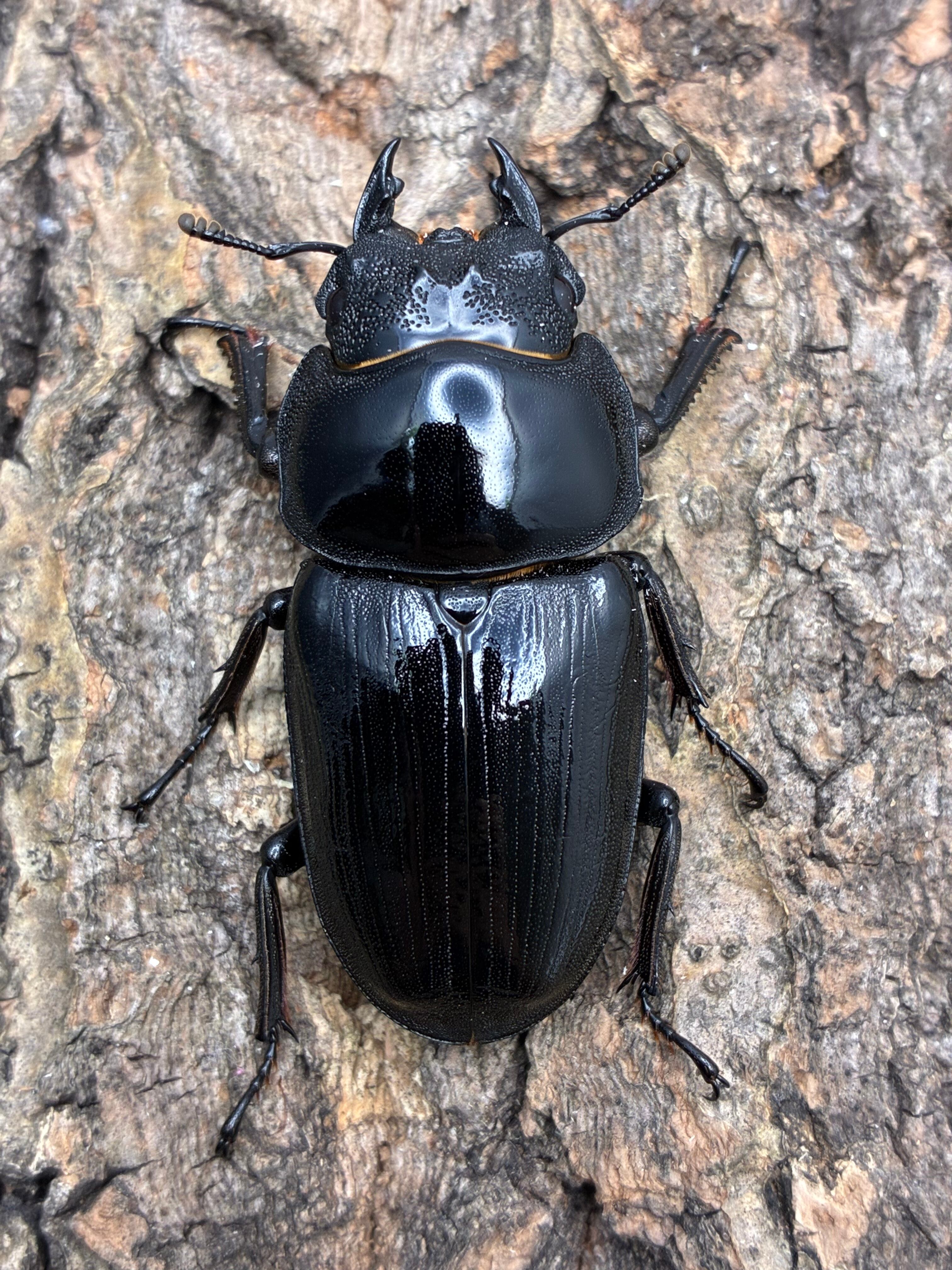 49mm】チャイロフトタマムシ フトタマムシ スハンダエ プラチナコガネ