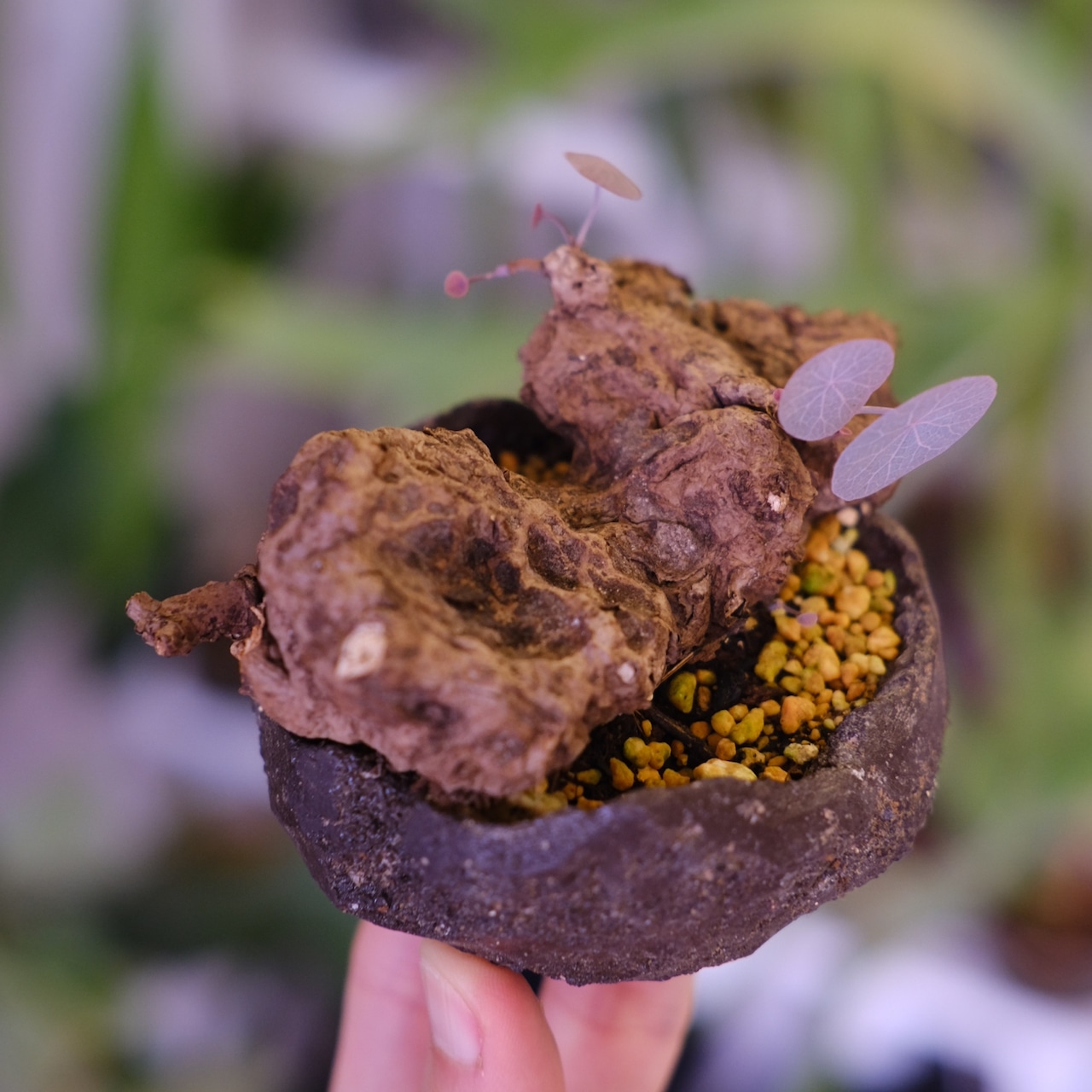 Stephania kaweesakii│ステファニア カウィーサキー│観葉植物│盆栽風②