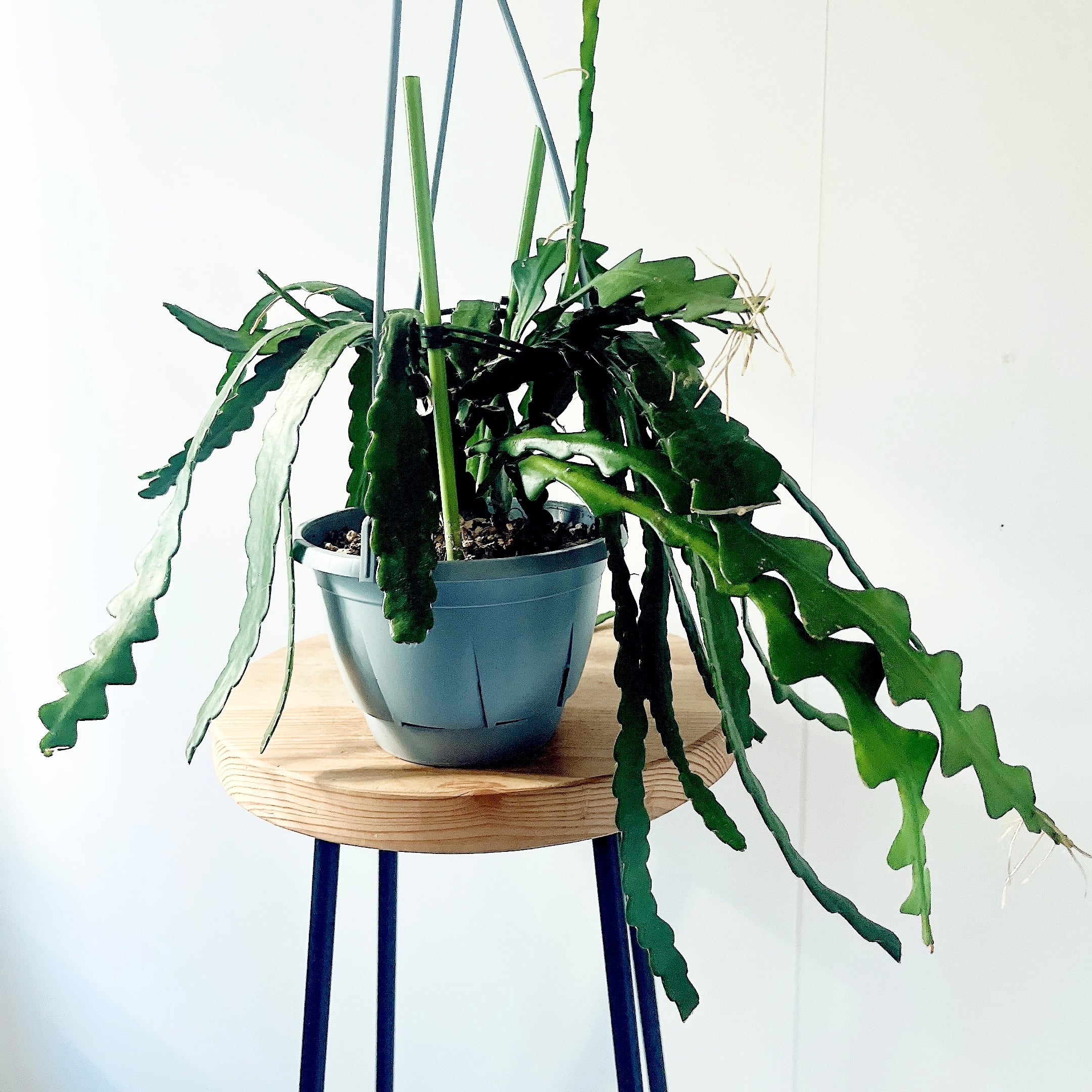 ユニークな葉姿＊フィッシュボーンカクタス＊人気商品【calm cafe