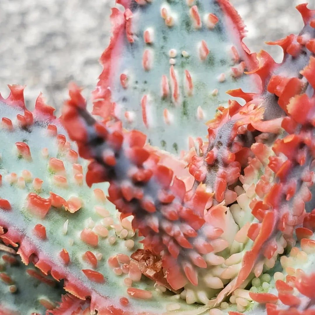 あろえページ F00385_Aloe Hybrid：アロエ・ハイブリッド（子株） | レアプランツ