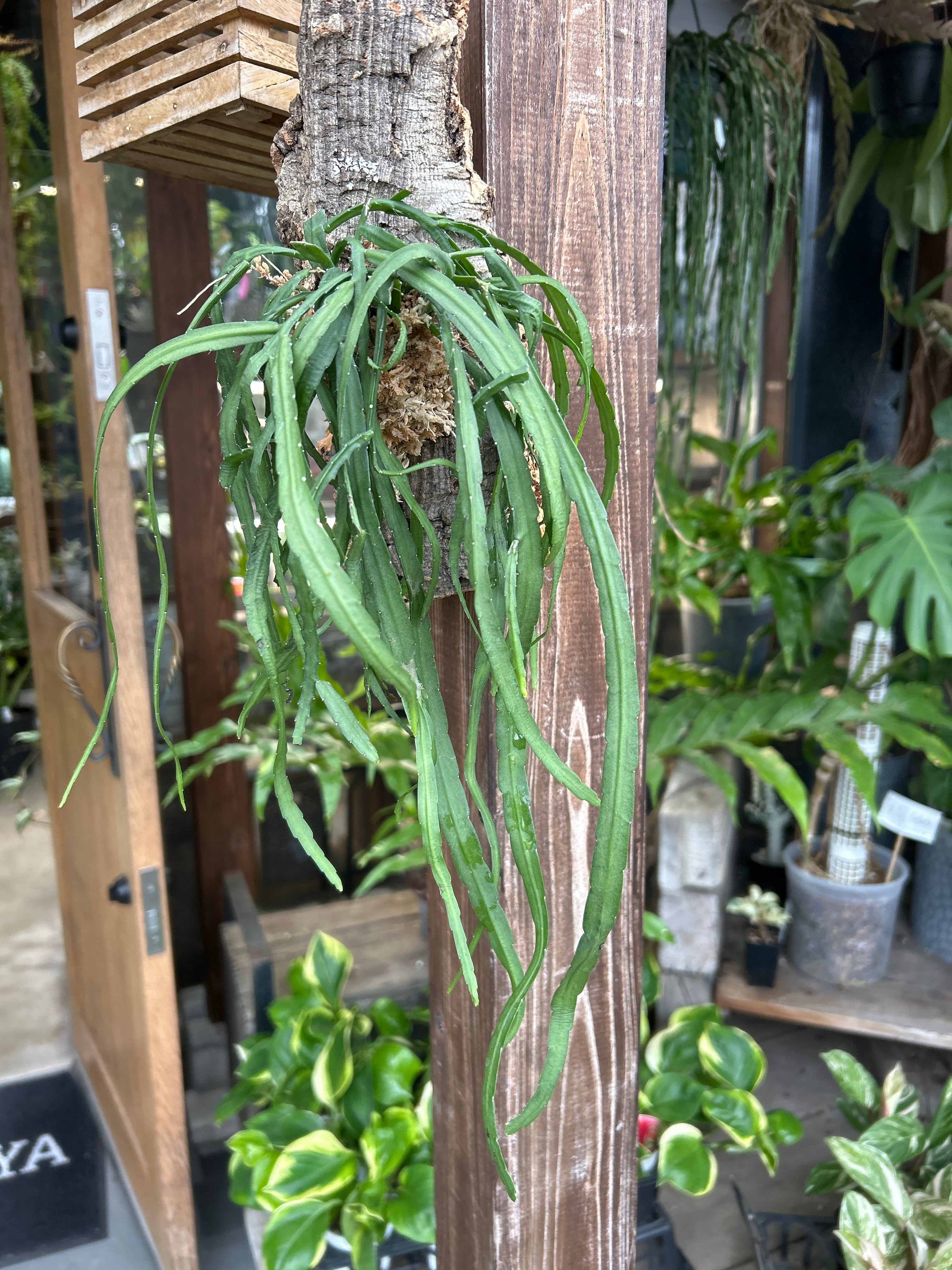 S98 スキンダプサス ブラックドラゴン | MIDORIYA 観葉植物専門店
