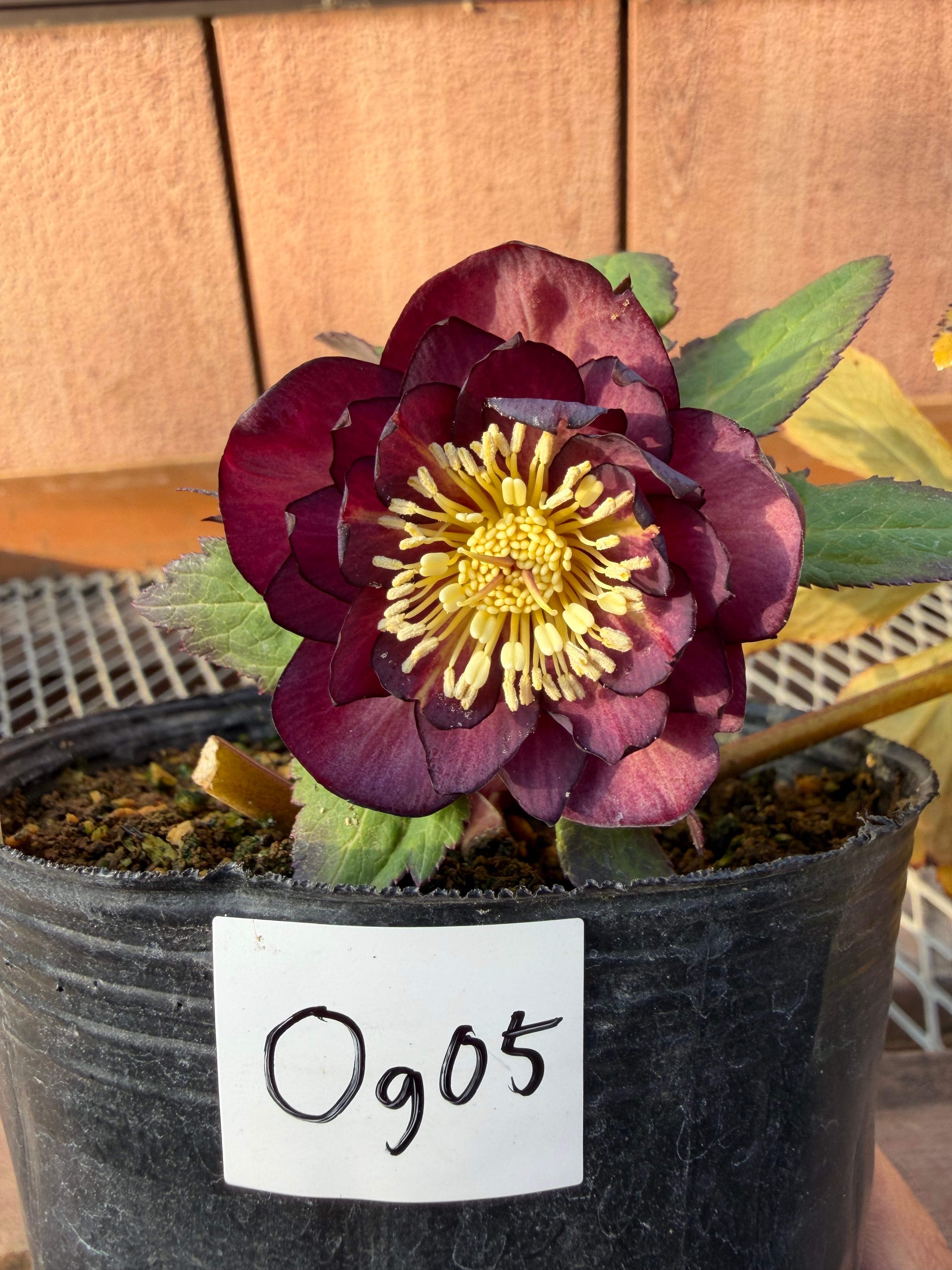 ミスティークdd 大木ナーサリー クリスマスローズ【Og05】送料無料