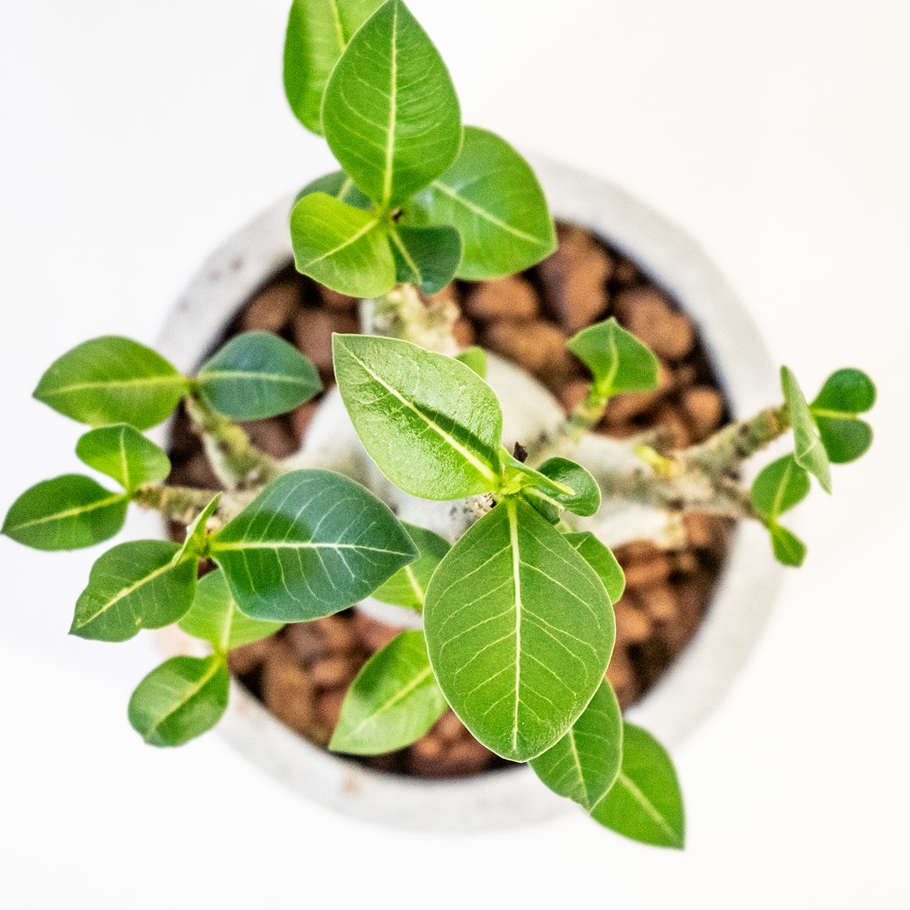 【ぷっくり可愛い塊根植物】なめらかな幹から伸びる緑葉が美しいアデニウム・ドワーフ。手づくりモルタル鉢に植え込んだ一点物。虫発生抑制(全国一律送料850円)