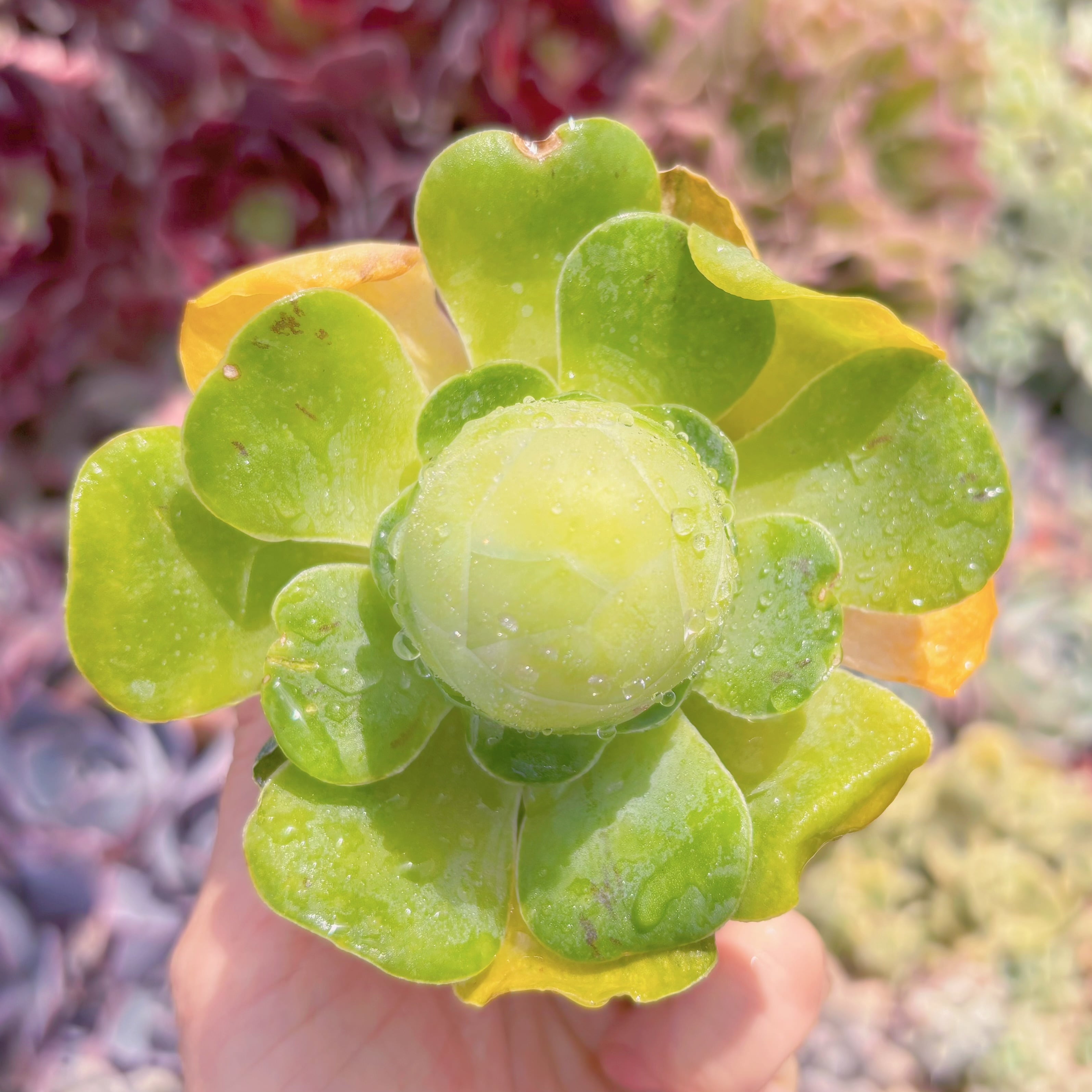 多肉植物 グリーノビア タマゴ 新入荷 るる農園 | るる農園~多肉植物専門