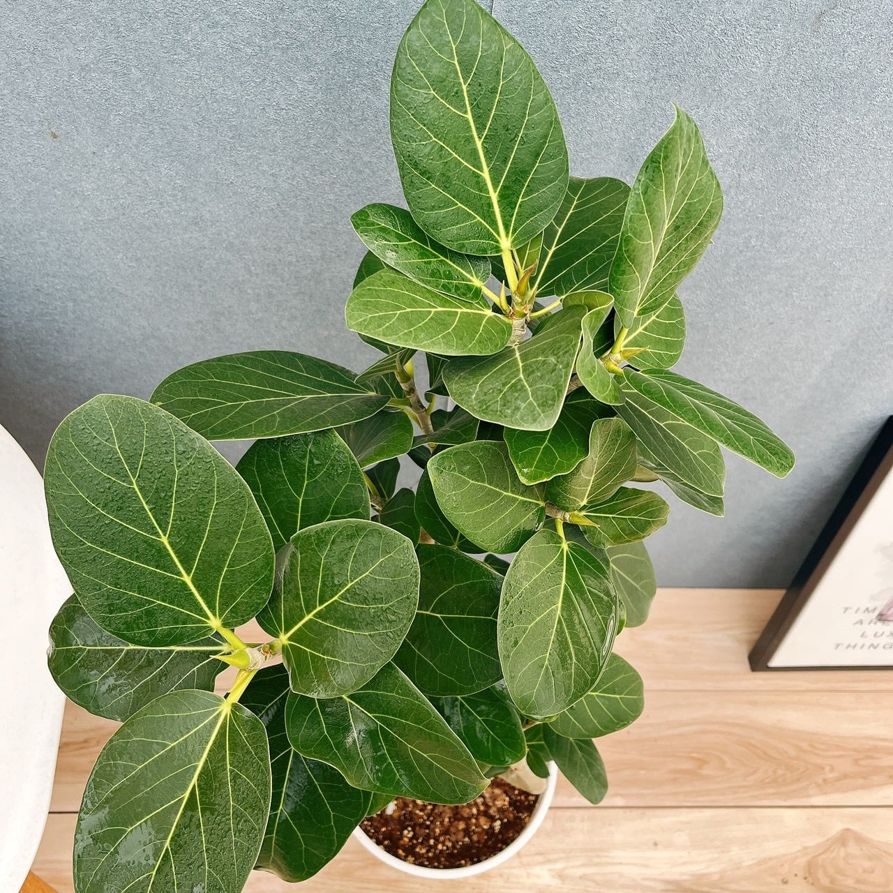 現品］A1 フィカス ベンガレンシス 曲がり 8号 観葉植物 室内 大型