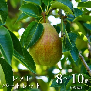 【秋の実りを、ひときわ鮮やかに。】細川果樹園の「レッドバートレット」[8～10個]秋田県横手市増田町産