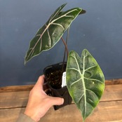 アロカシア　スーヒルマニアナ　purple vein【874】