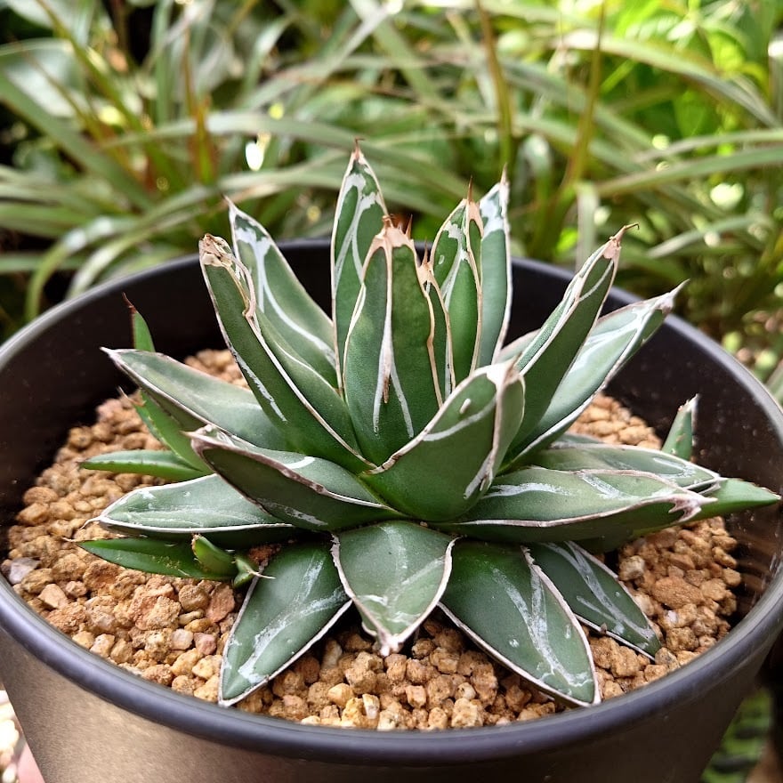 アガベ 笹の雪 4 Agave victoriae reginae 子株3付