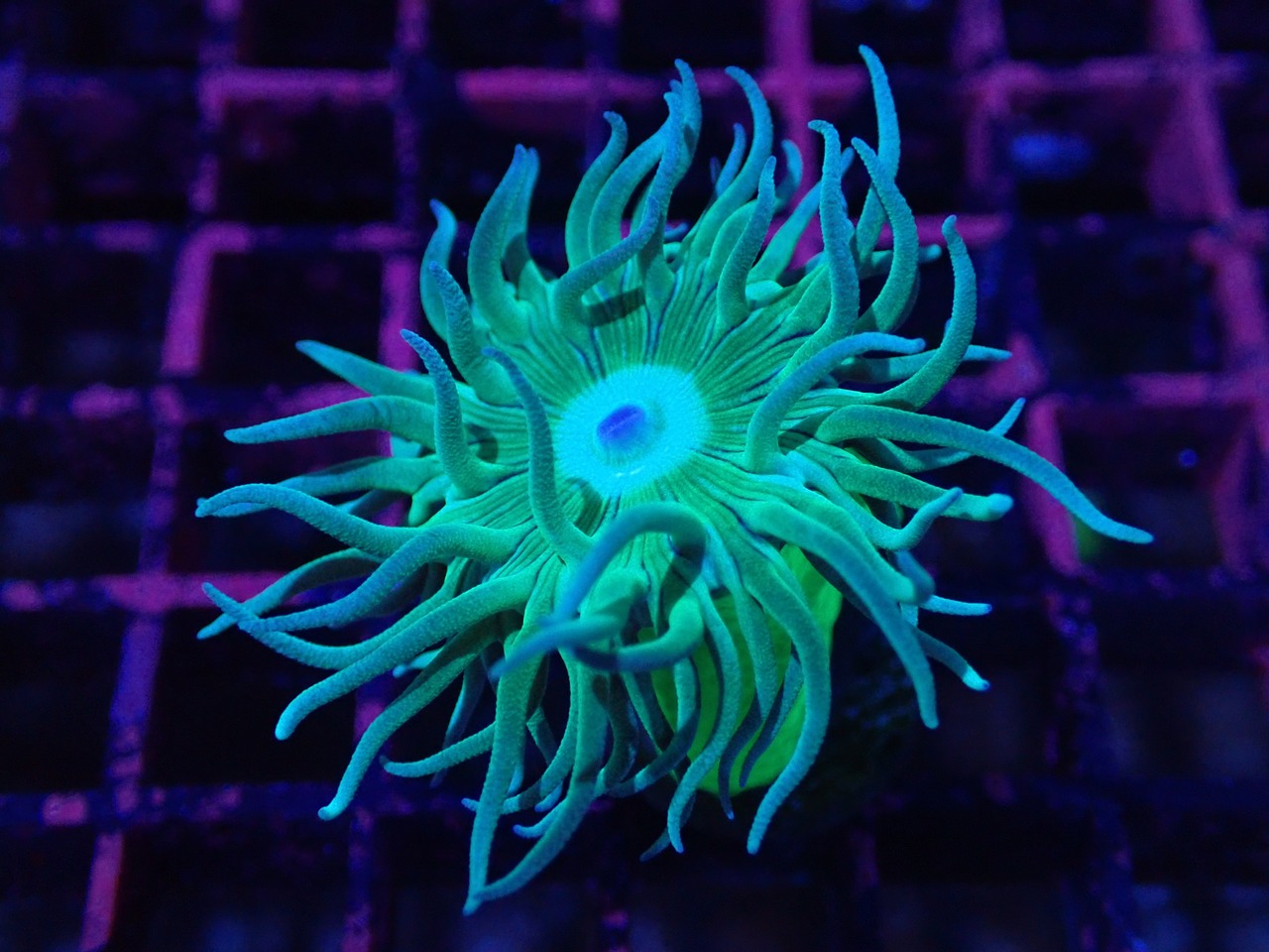 【つきみ堂Breed】Duncanopsammia Frag 2