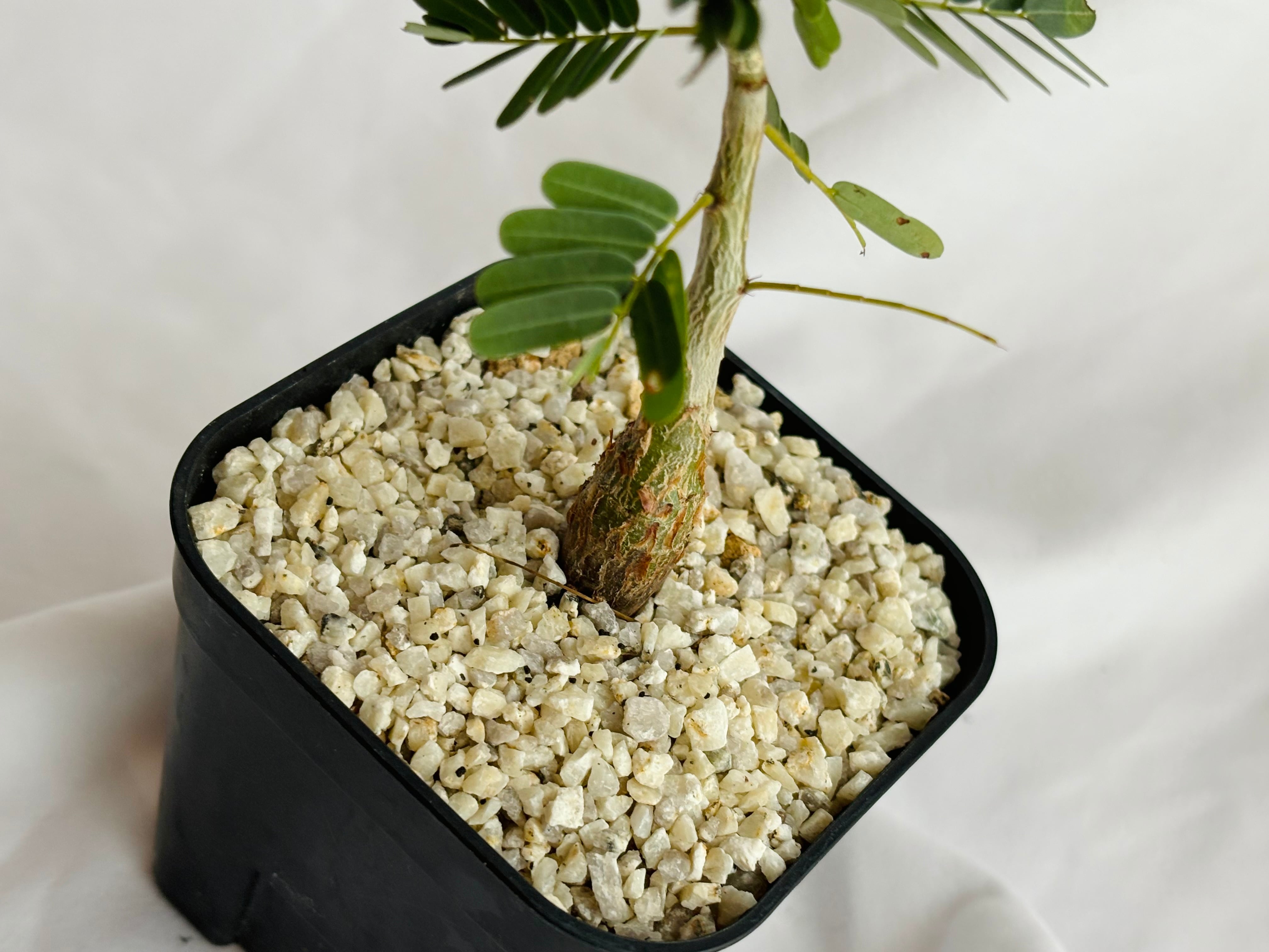 多肉植物Senna meridionalis 沙漠蘇木 メリジョナリス センナ isla del pescado - Senna meridionalis-センナ・メリディオナリス