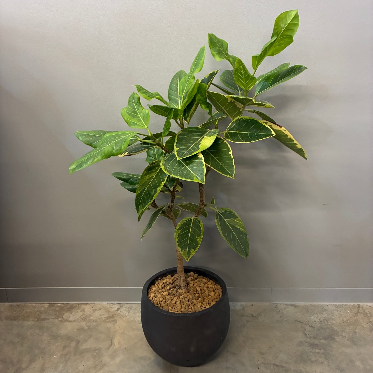 観葉植物 | PROTOLEAF プロトリーフ