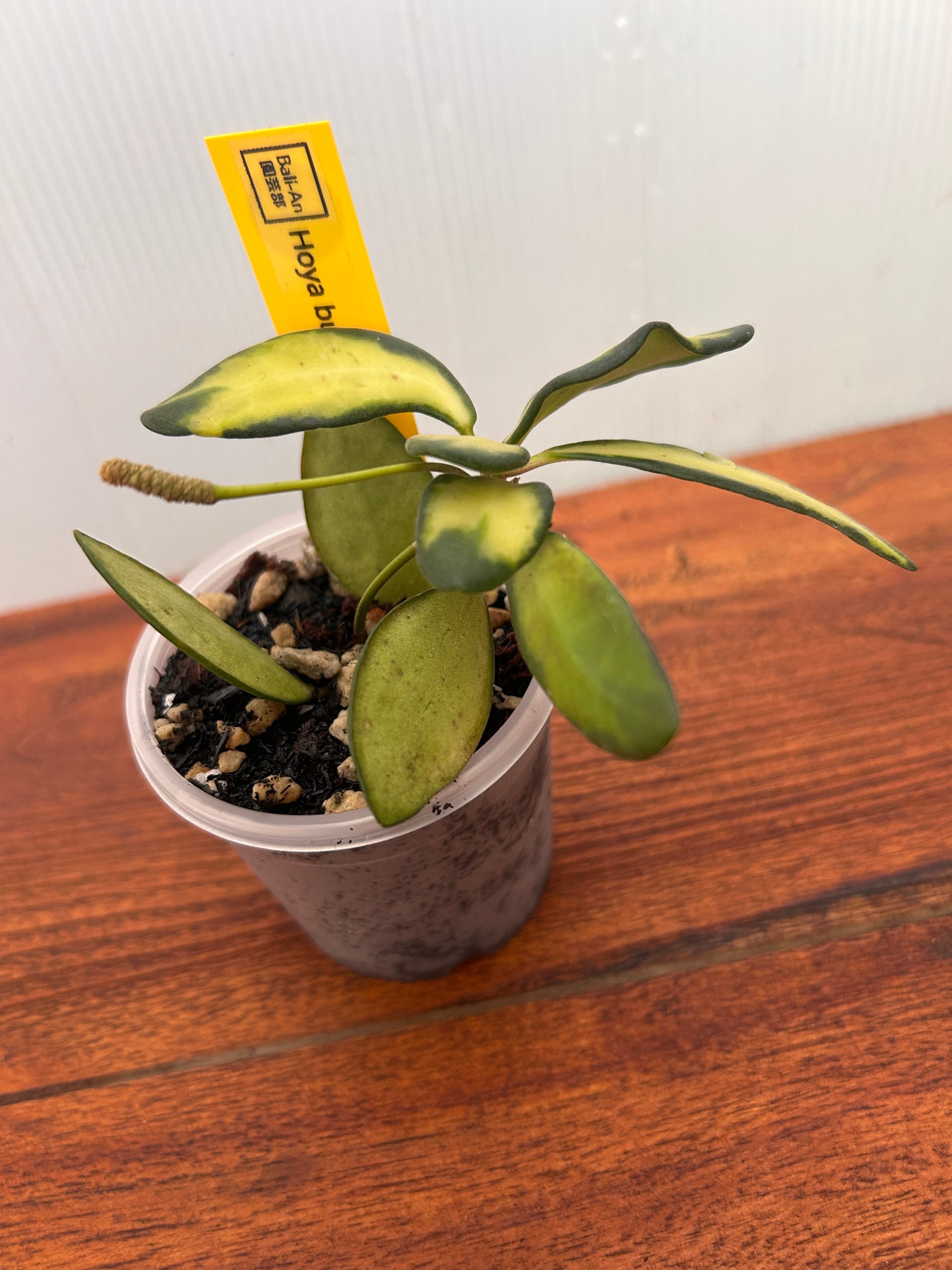 Hoya | BALI-AN 園芸