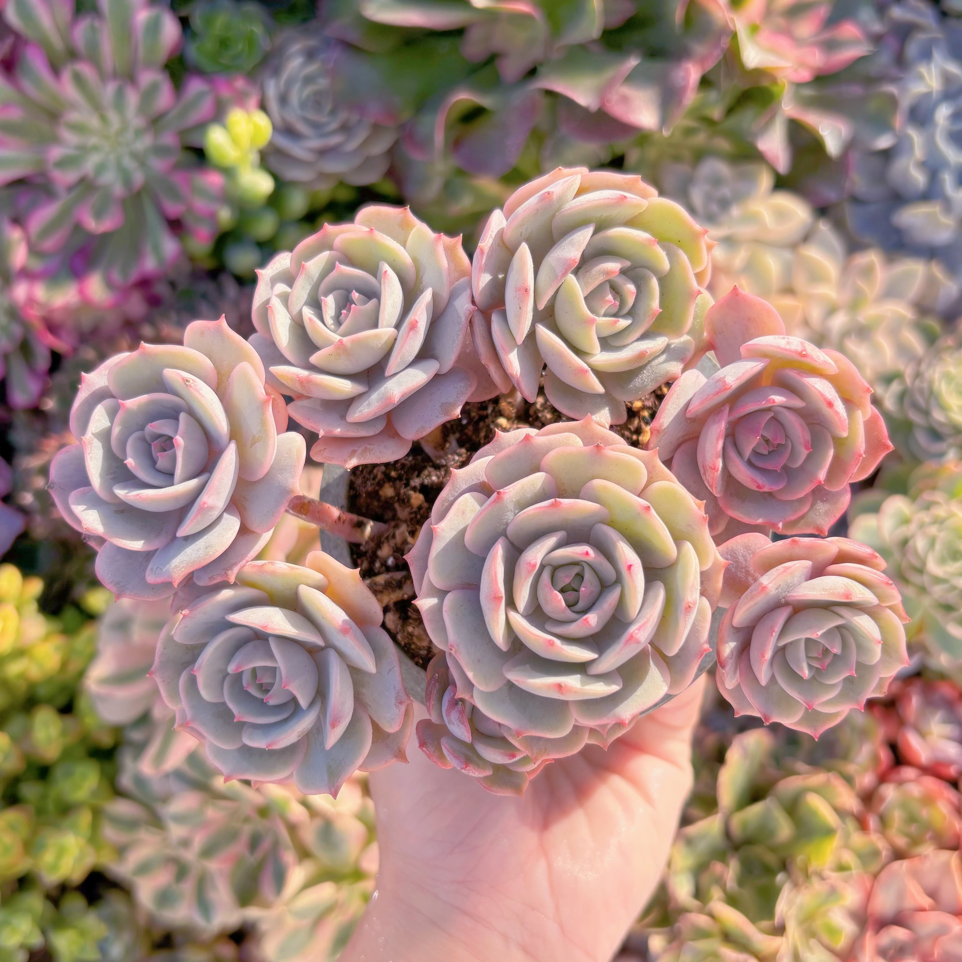 現品　ローラ#M286　群生　新入荷　るる農園