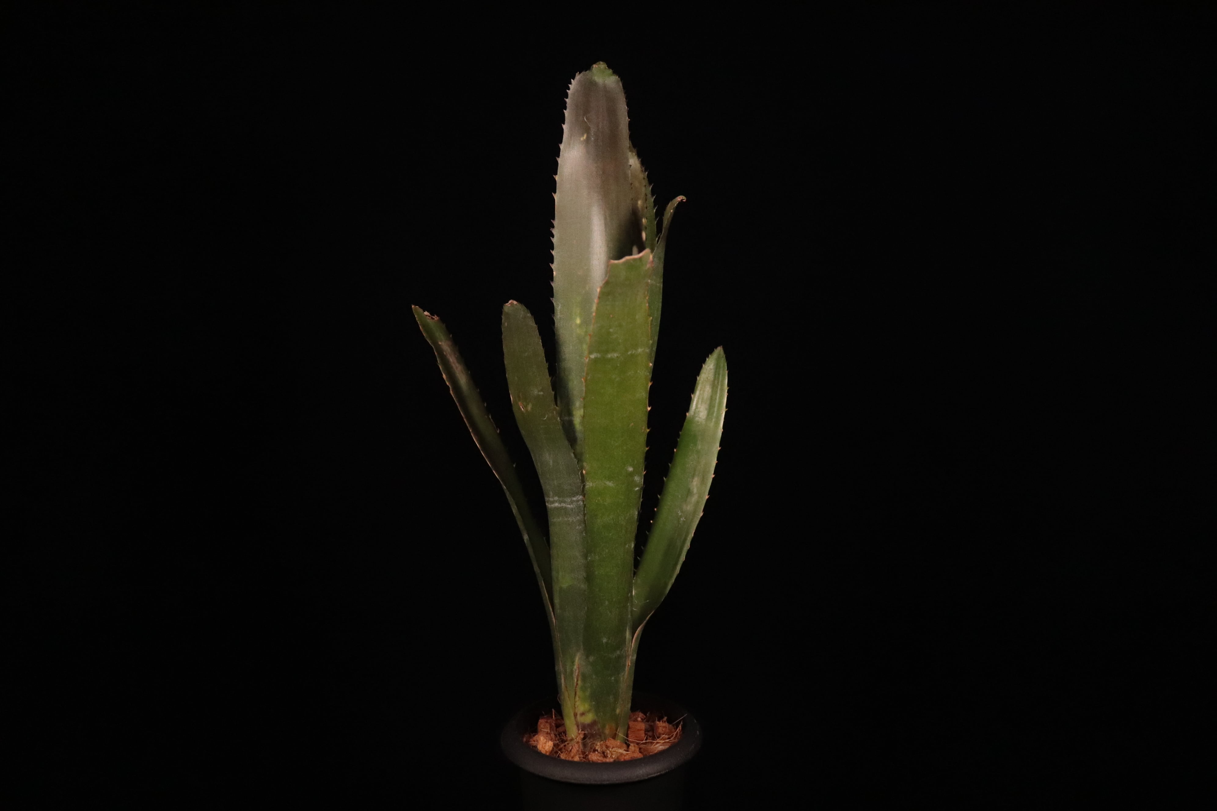 ブロメリア　billbergia virginia ビルベルギア 送料無料】Billbergia 'Virginia'〔ビルベルギア〕現品発送B0225