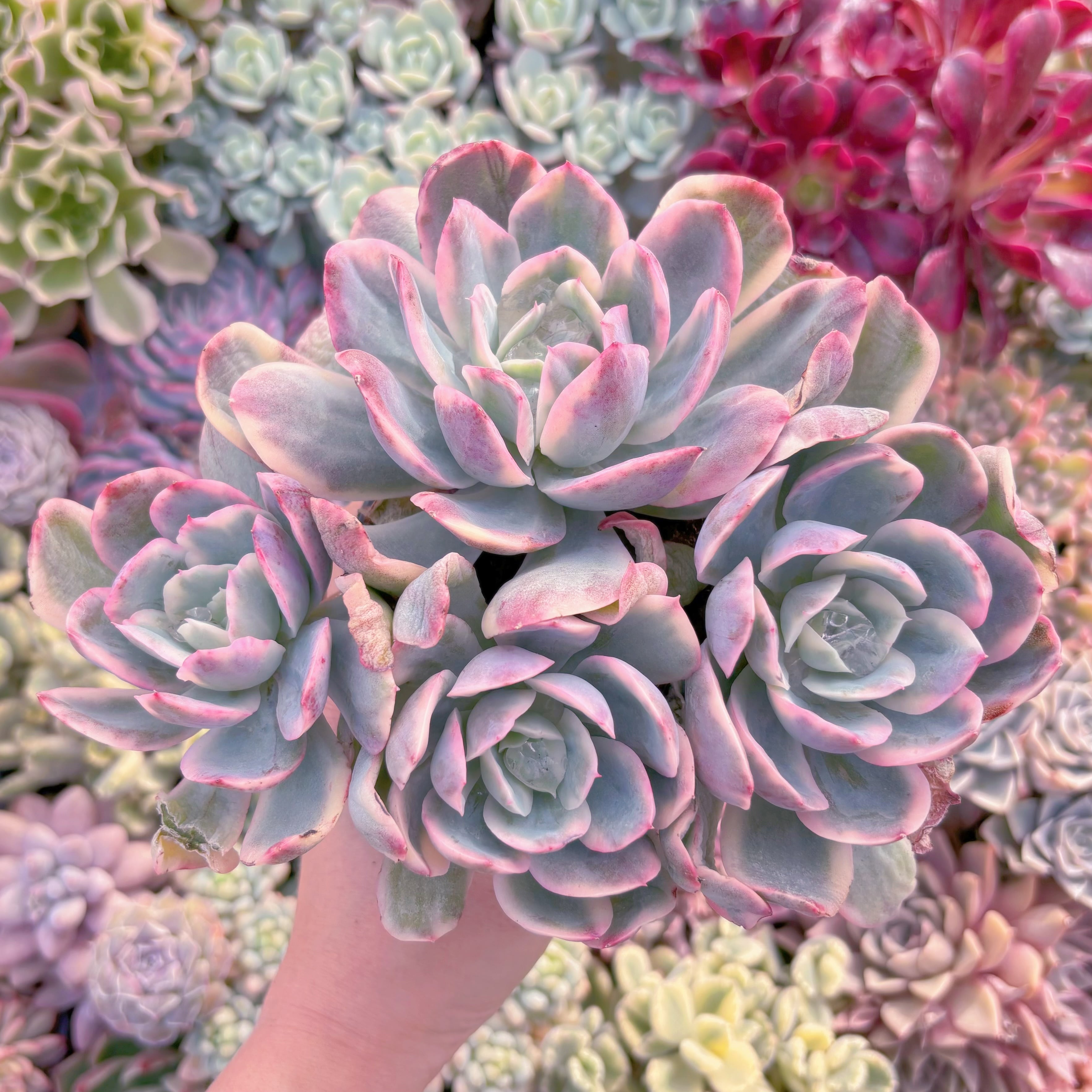 現品　ルエラ錦#077　特大群生　新入荷　るる農園