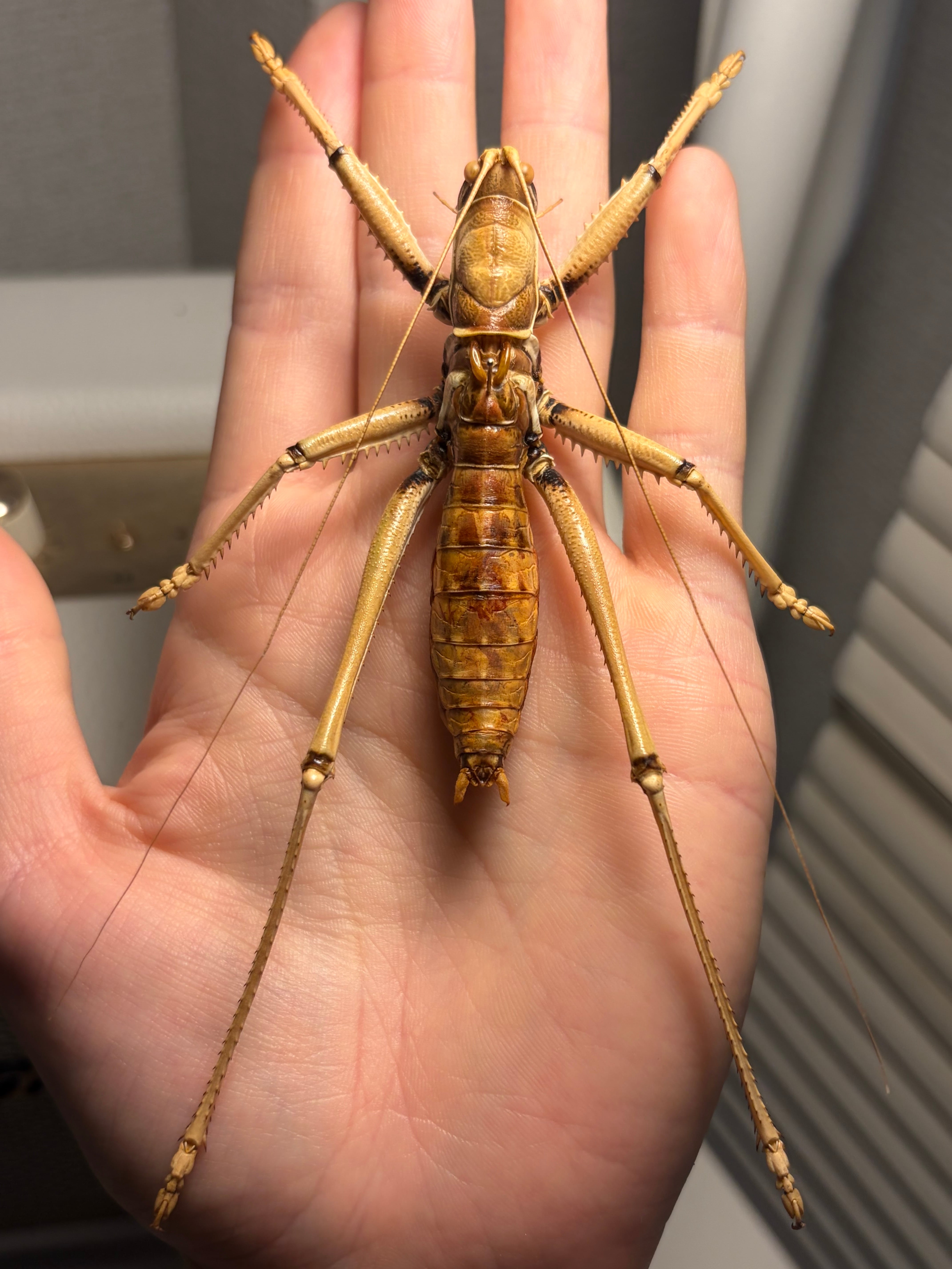 属内最大級】スタウトマジシャン アナトリアプレデターヤブコオロギ 直