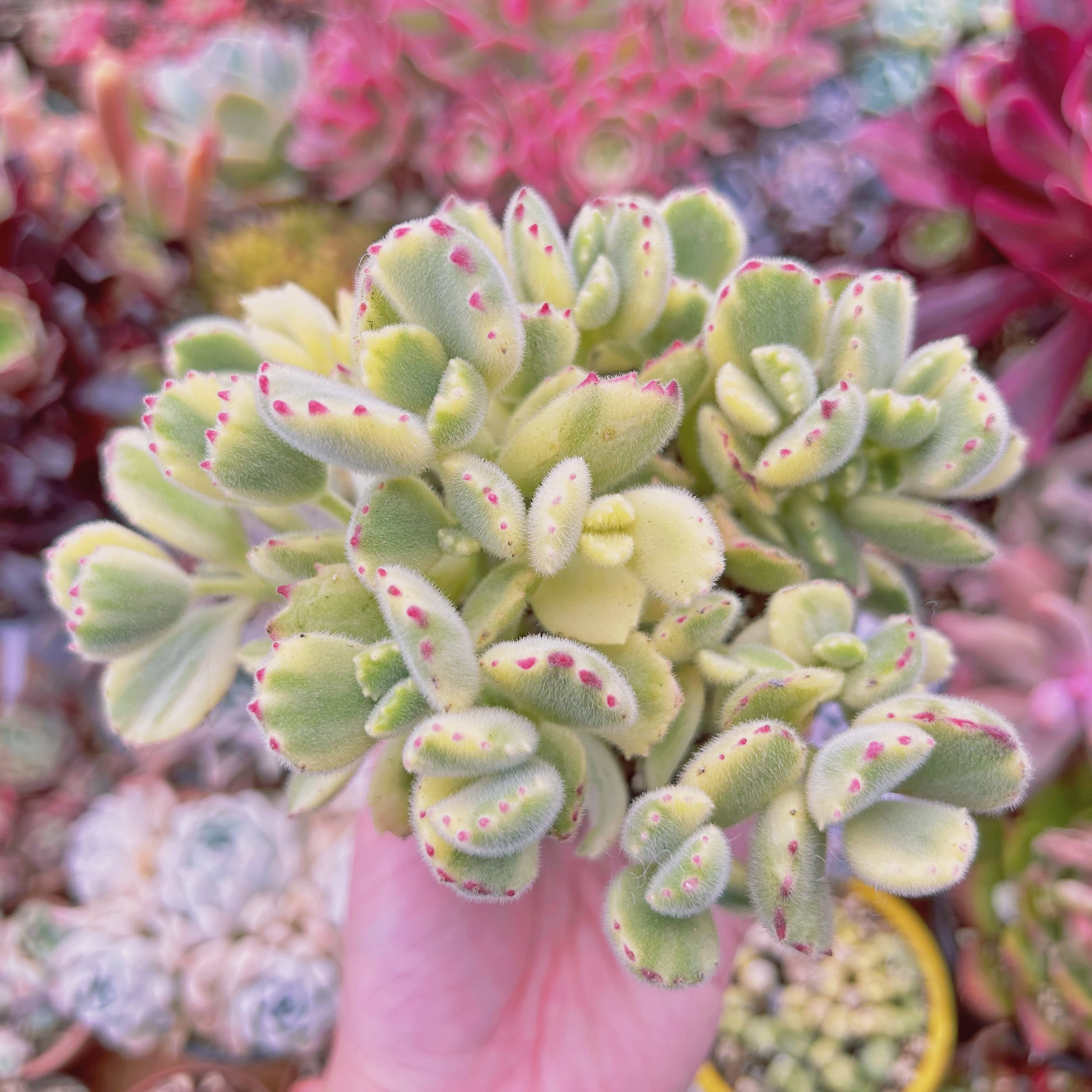 ママノエル 札付き 子株つき  多肉 希少！♡O's PLANTSさん苗♡藤色天女♡札付き♡抜き苗♡多肉植物