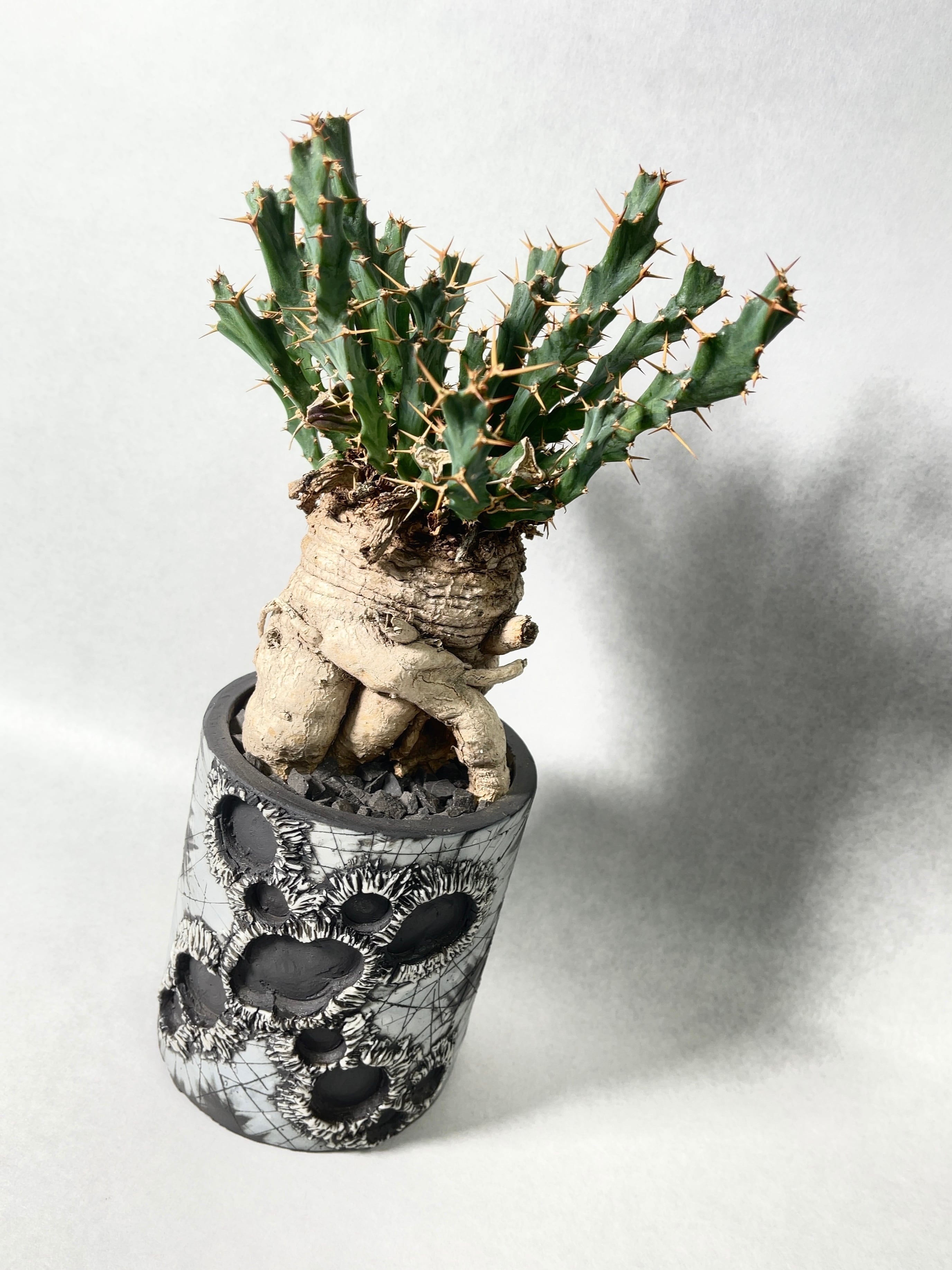 ユーフォルビア・クラビゲラ | trigger