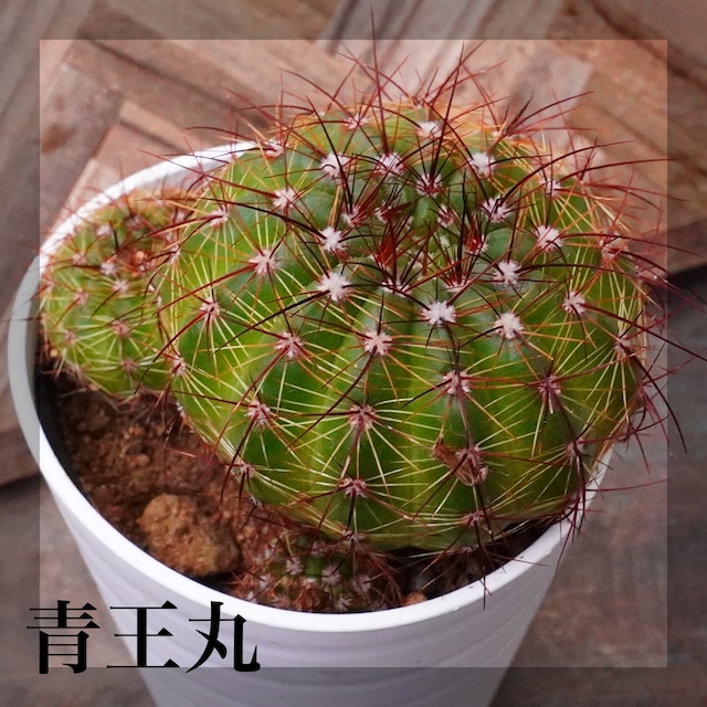 小さくても個性たっぷりサボテンシリーズ！【青王丸】パロディア　手のひらサイズ