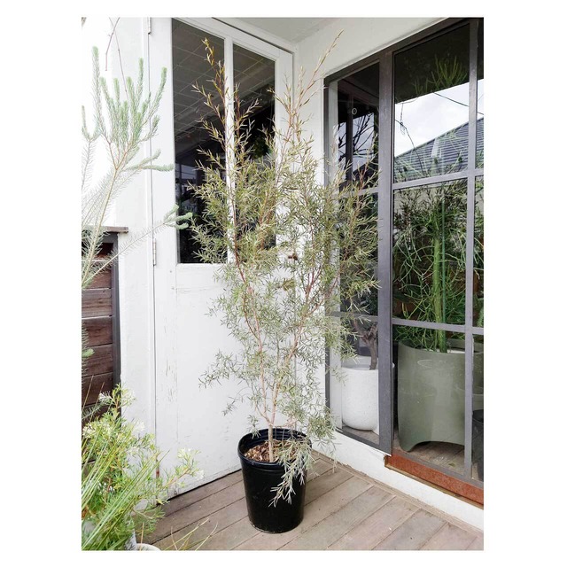 Silver tea tree