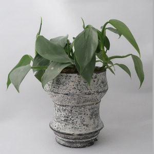 鳥居明生  plant pot /no,41 フィロデンドロンシルバーメタル