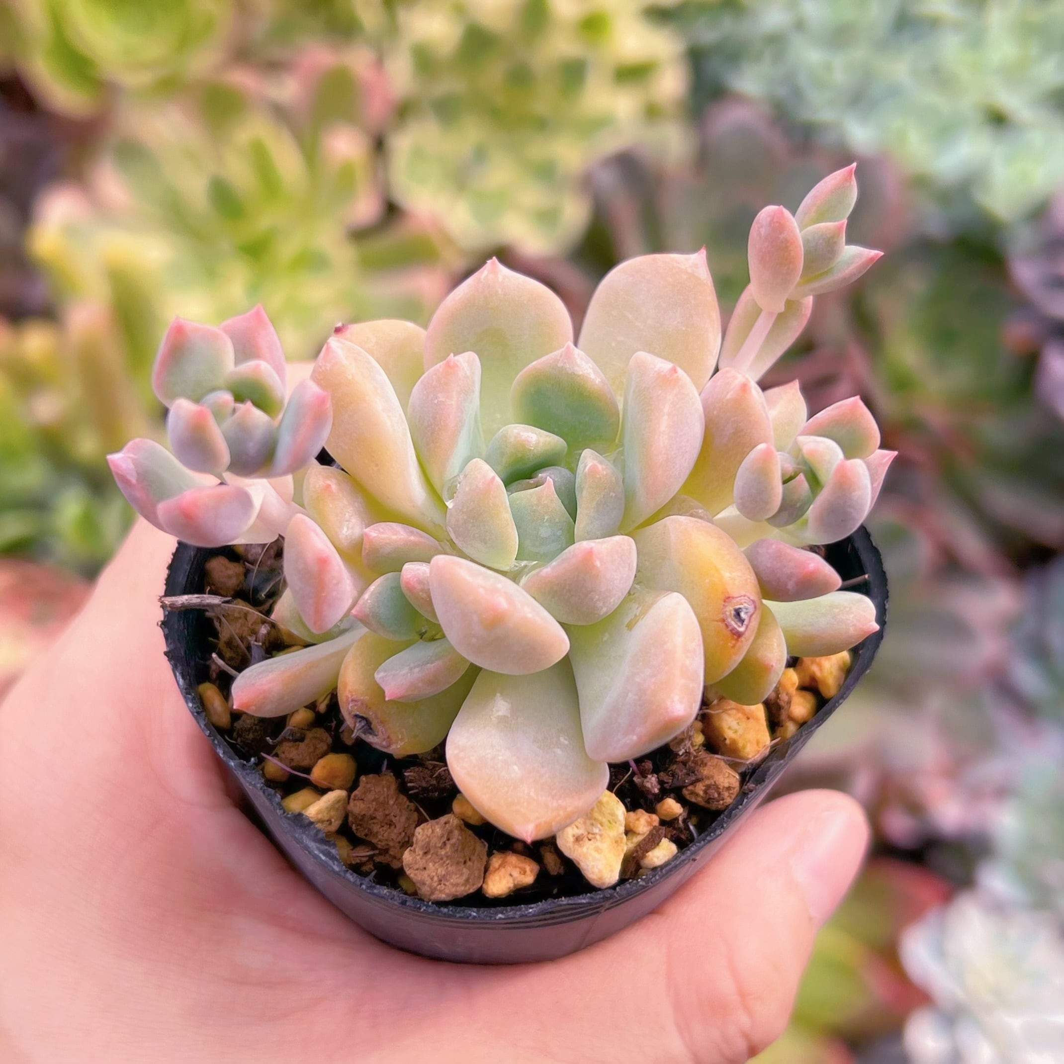 多肉植物　フロストフラワー　るる農園