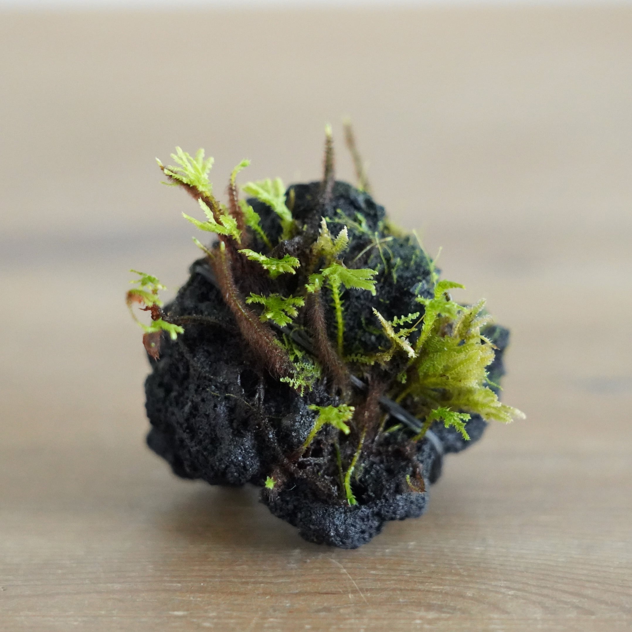 ◇現品◇クジャクゴケの着生2025.9.16 #4 | 苔テラリウム専門ショップ道草