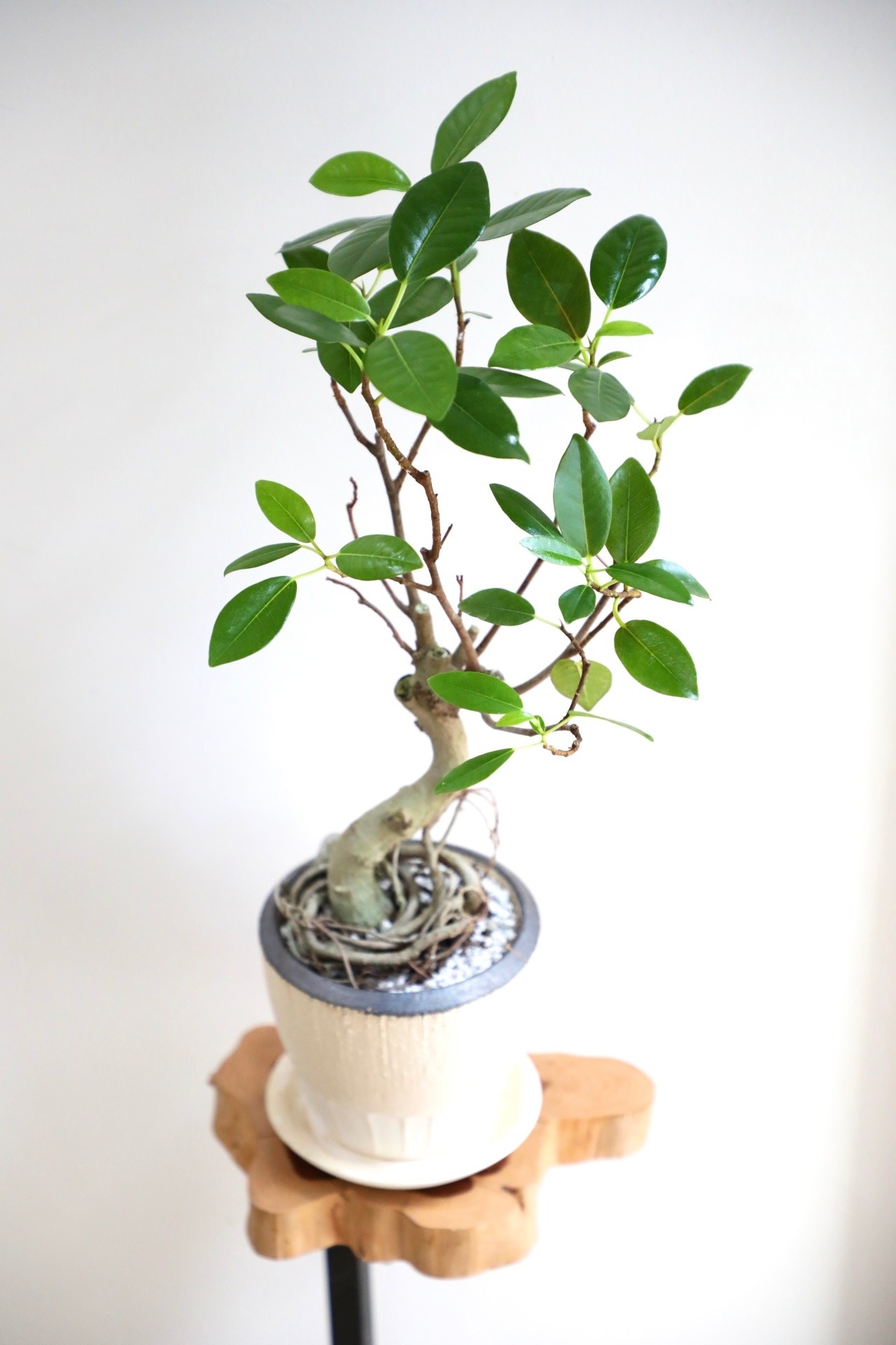 【M】フランスゴムの木 曲げ木仕立て/Ficus rubiginosa  ※陶器鉢付き