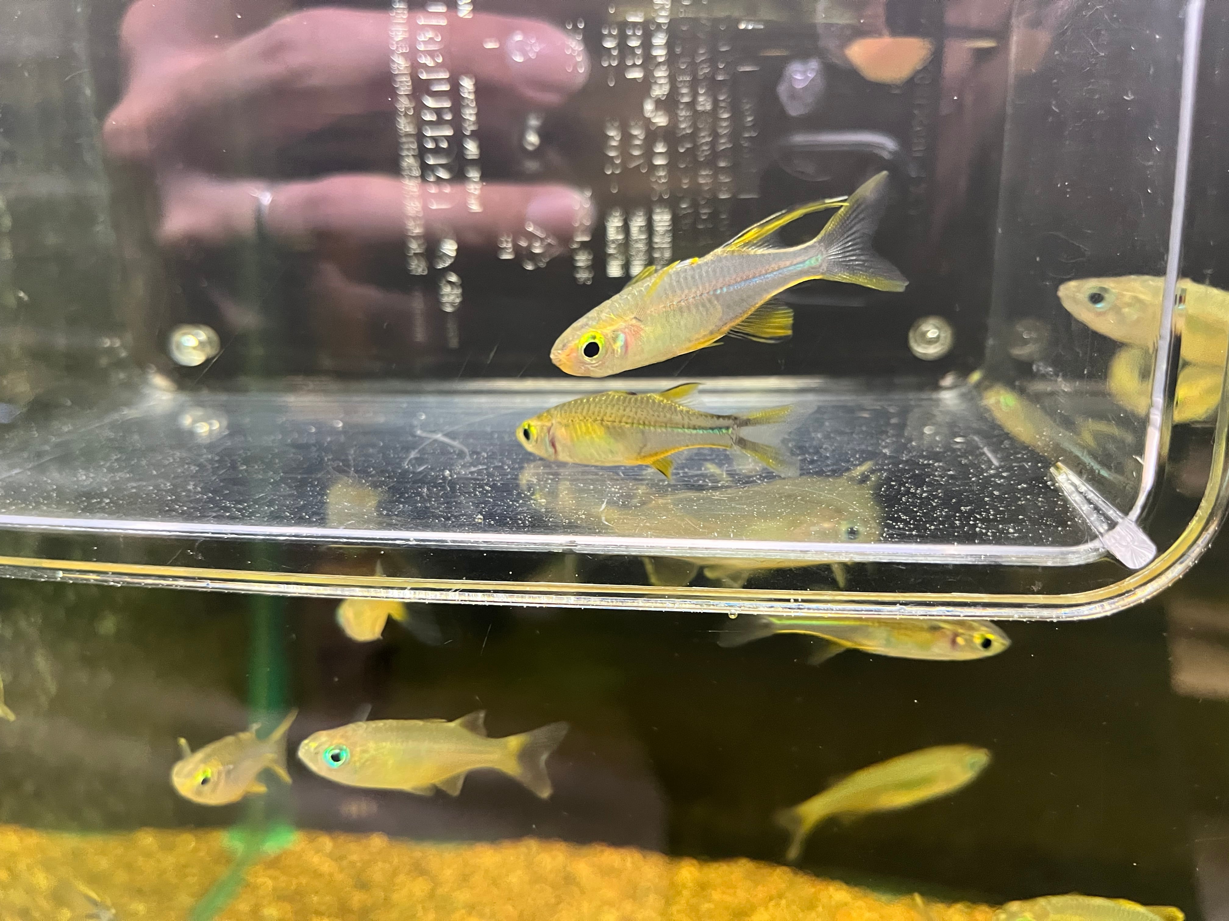 ペア】インドネシア直輸入便WILDセレベスレインボー4-5cm | アクア