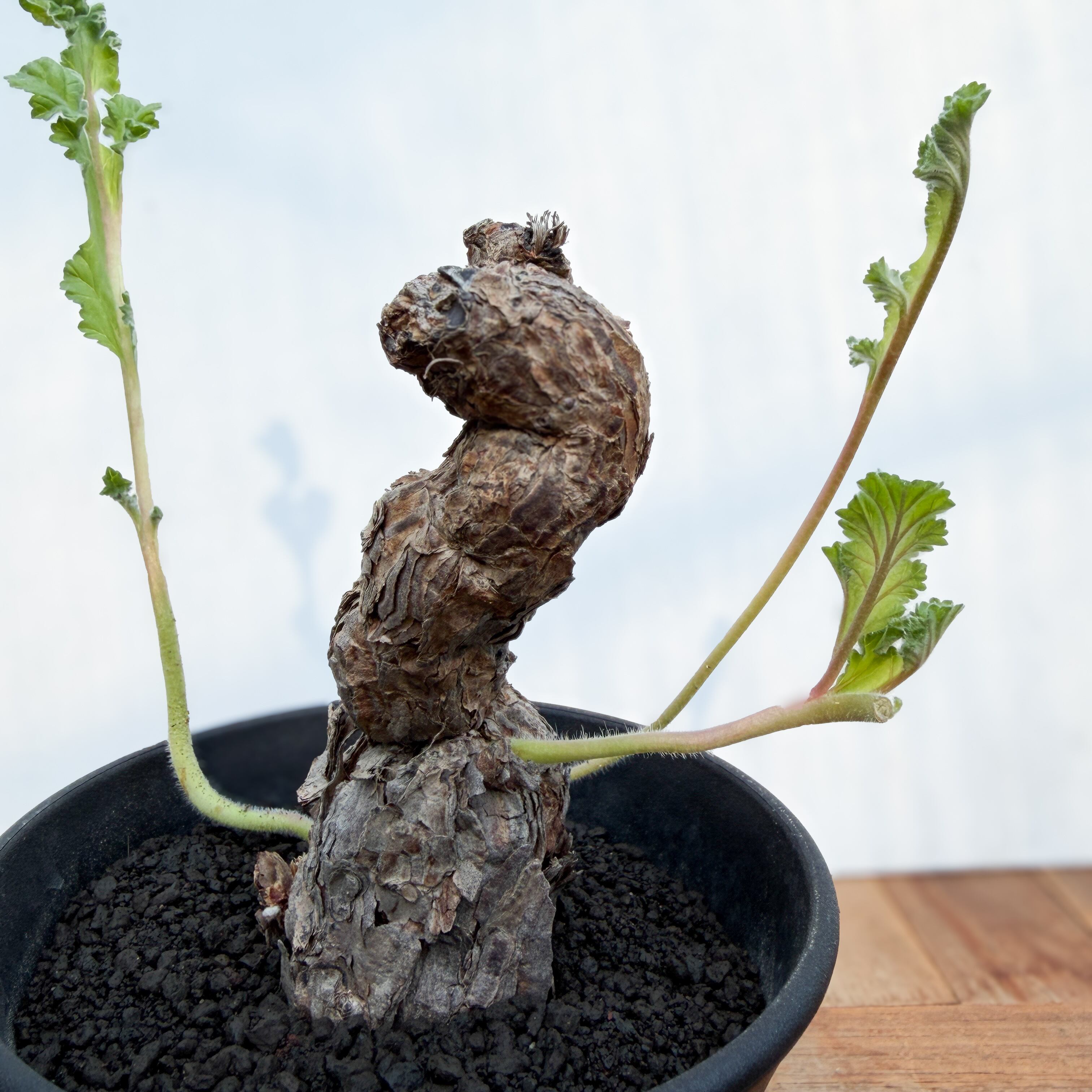 Pelargonium Lobatum【ペラルゴニウム・ロバツム】 | RIMO'S GREEN