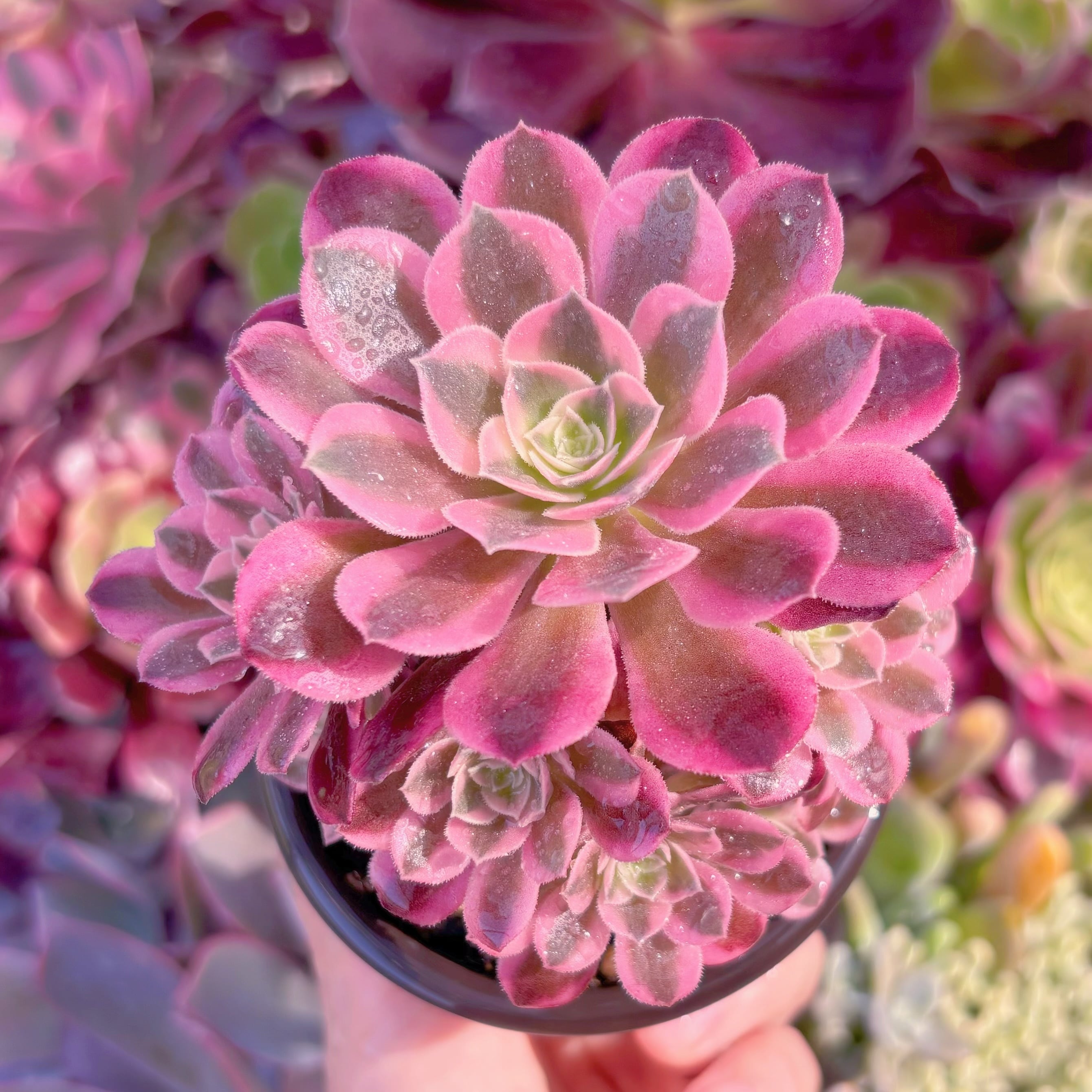 現品　アフラダイティ#C30　群生　るる農園