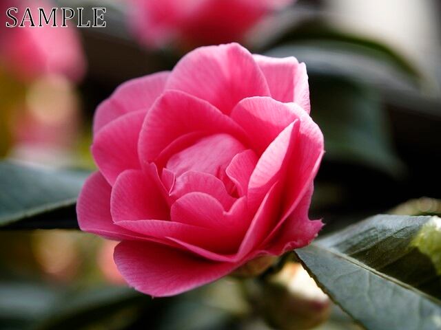 長岡天満宮　椿　JPEG