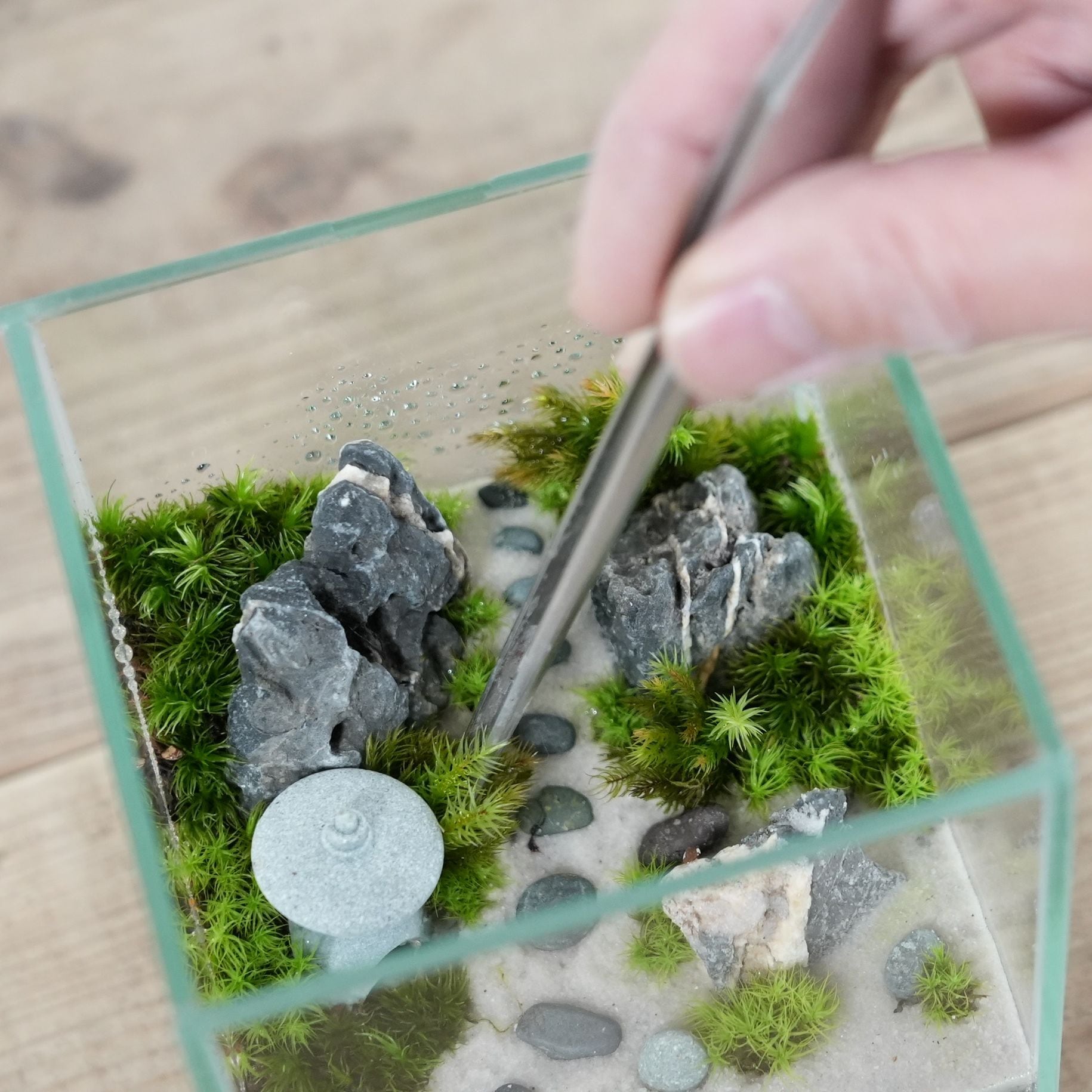 作製キット】小さな日本庭園の苔テラリウム作製キット ◇動画解説付き