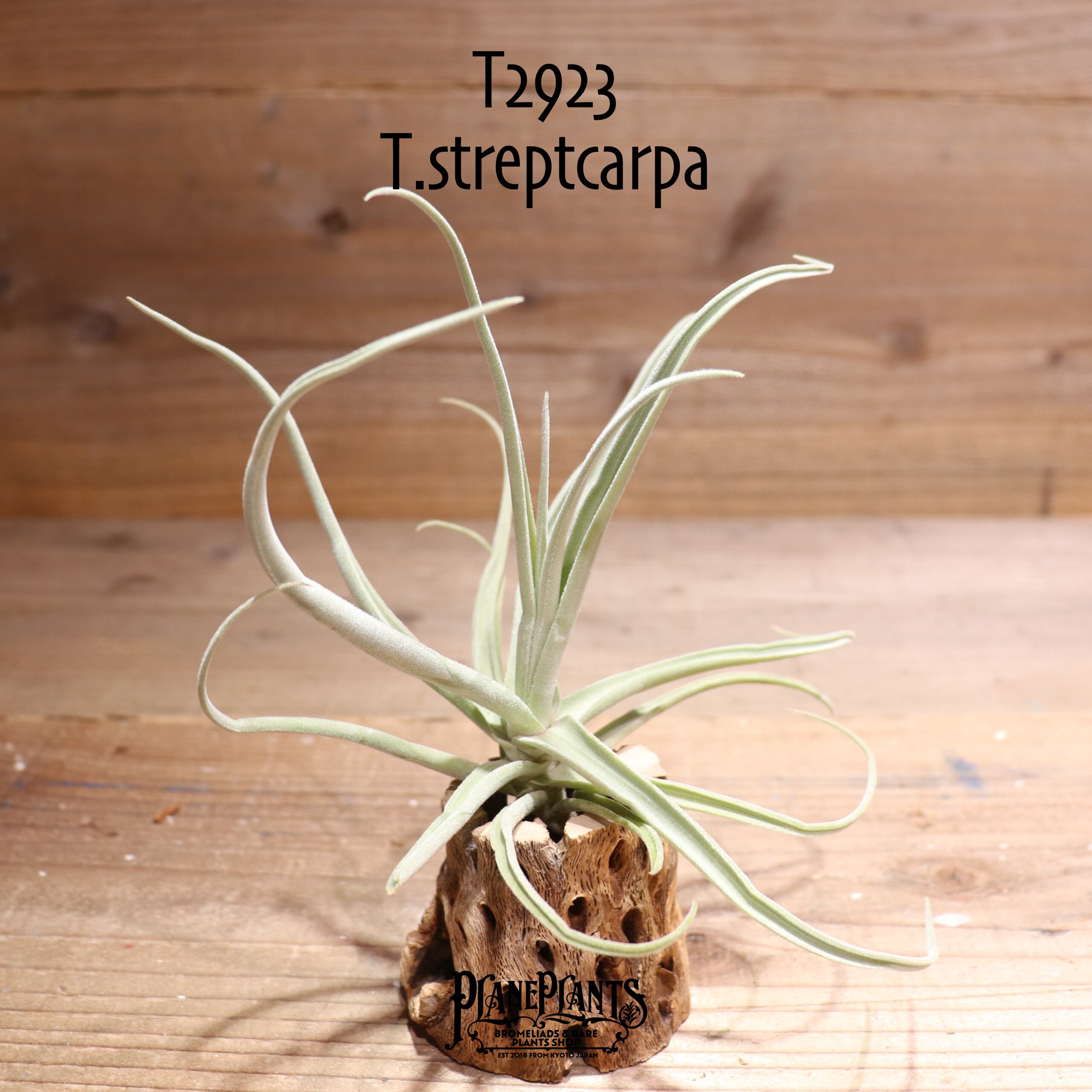 【送料無料】ストレプトカルパ〔エアプランツ〕現品発送T2923
