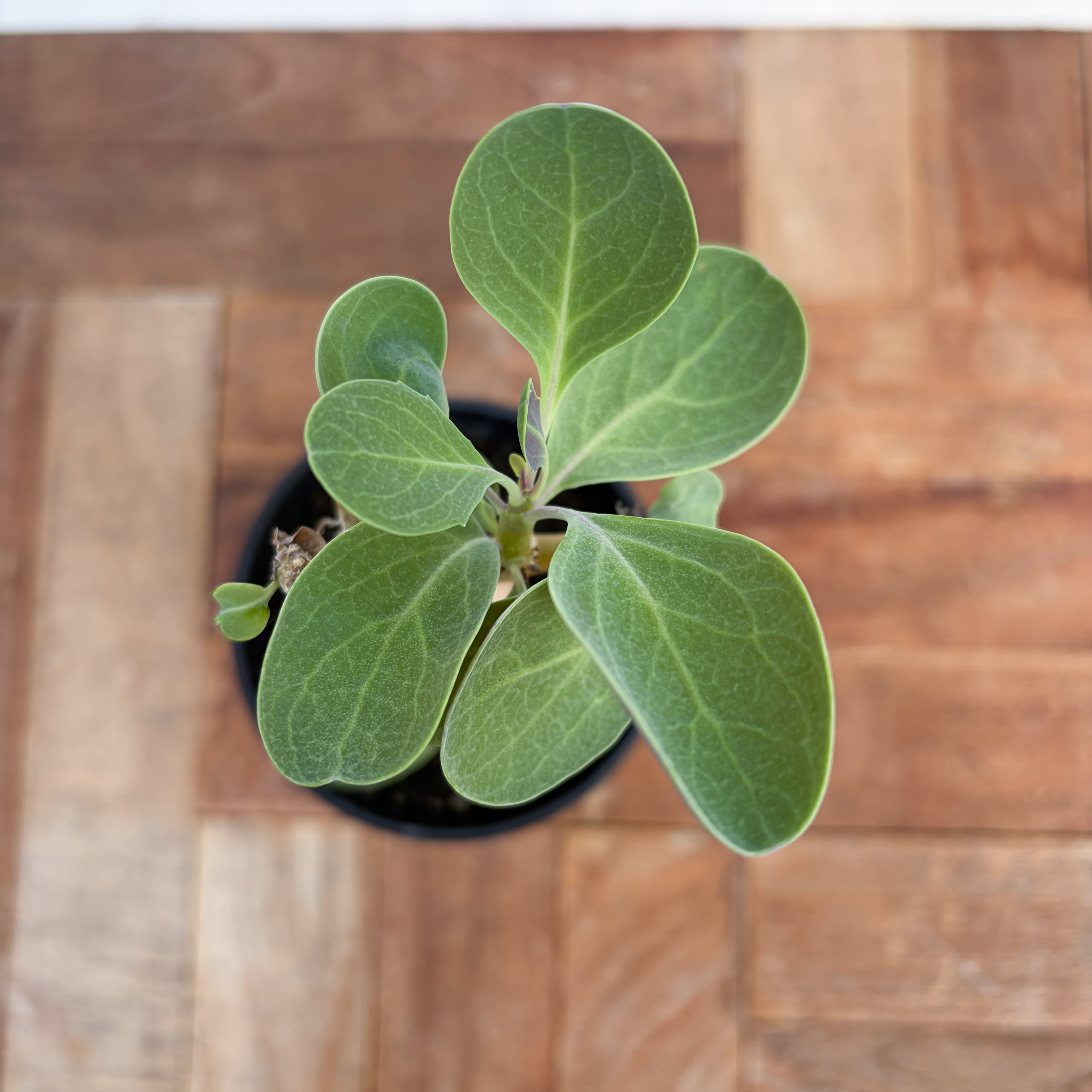 Othonna triplinervia【オトンナ・トリプリネルビア】 | RIMO'S GREEN