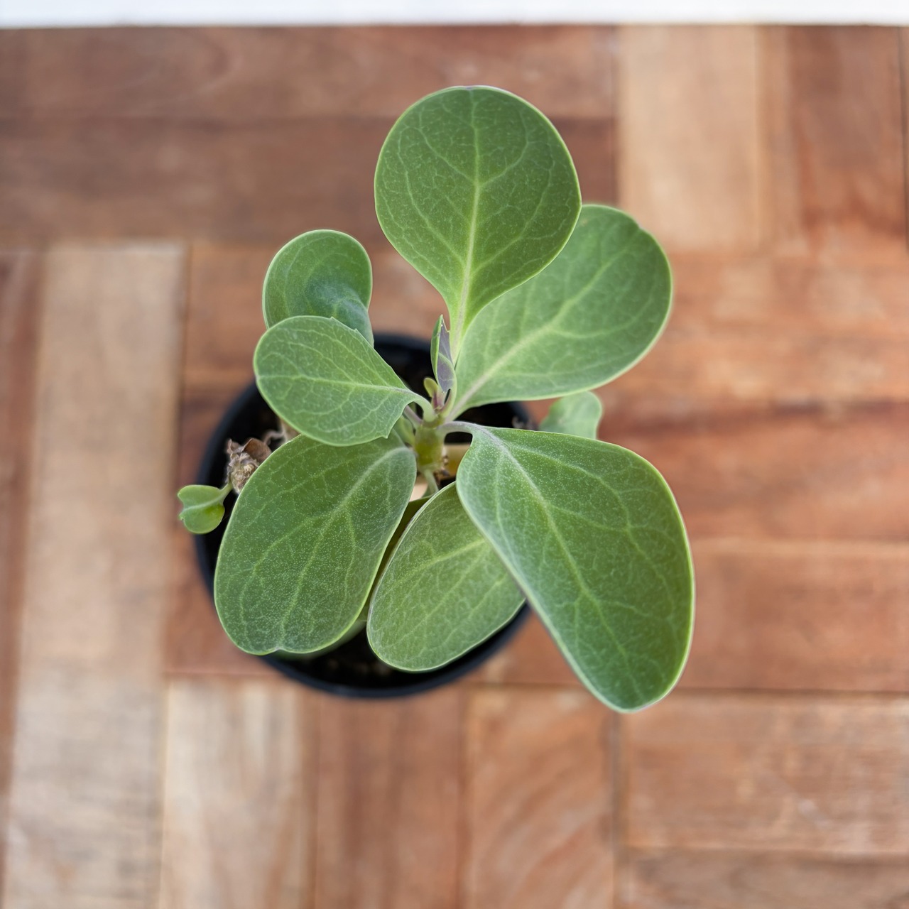 Othonna triplinervia【オトンナ・トリプリネルビア】