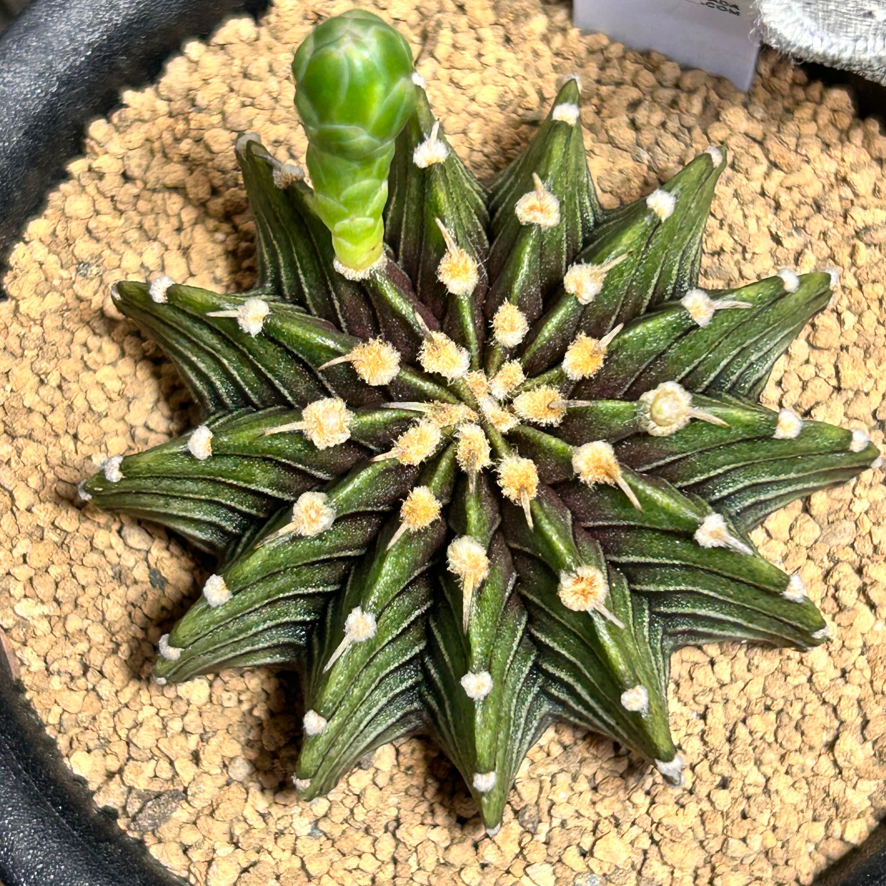 シムシー錦(アエオニウム) | RuPo 多肉植物専門店