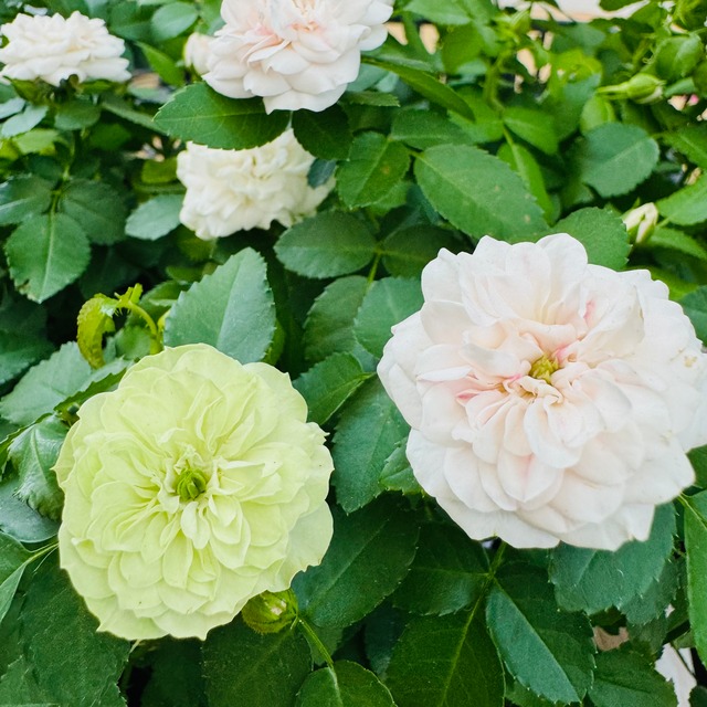 ミニバラ  グリーンアイス 　2苗セット　大人気の四季咲ポリアンサローズ　バラ 薔薇 バラ苗