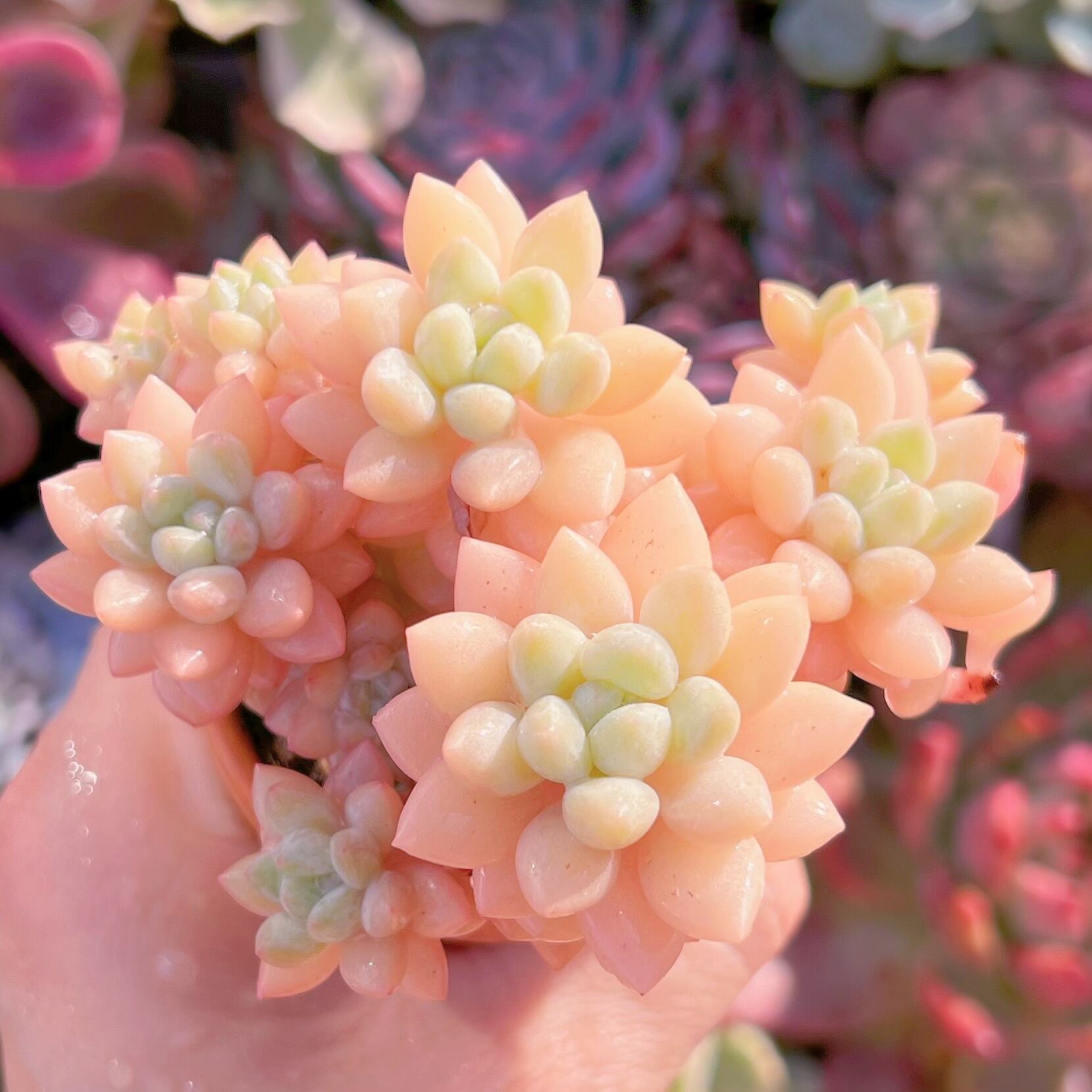 現品　ピンクパールsp#013    群生　るる農園