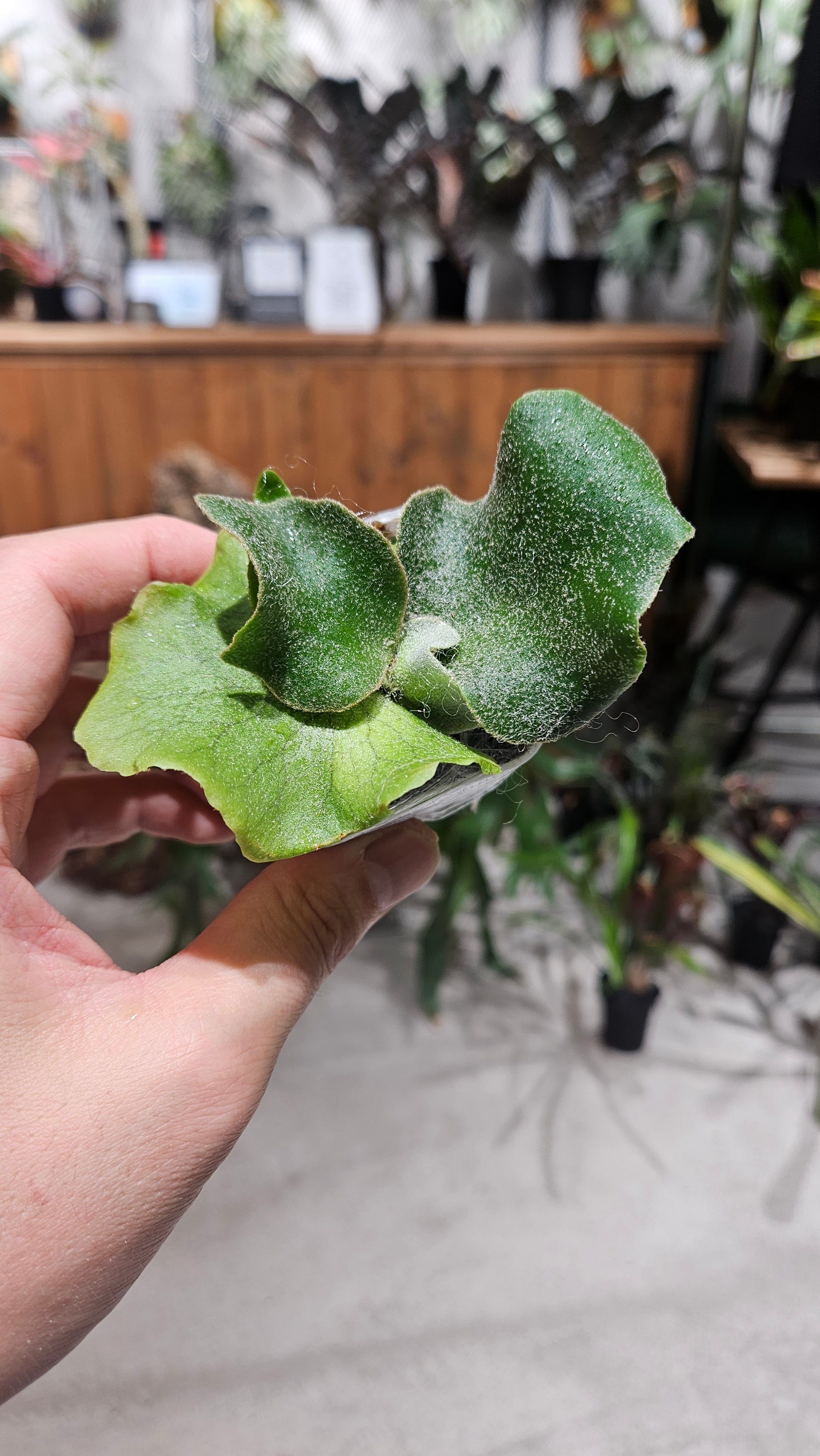 P. Willinckii cv. High Shield “Select Form” (sporelings P. Willinckii cv. High Shield “Select Form” (sporelings