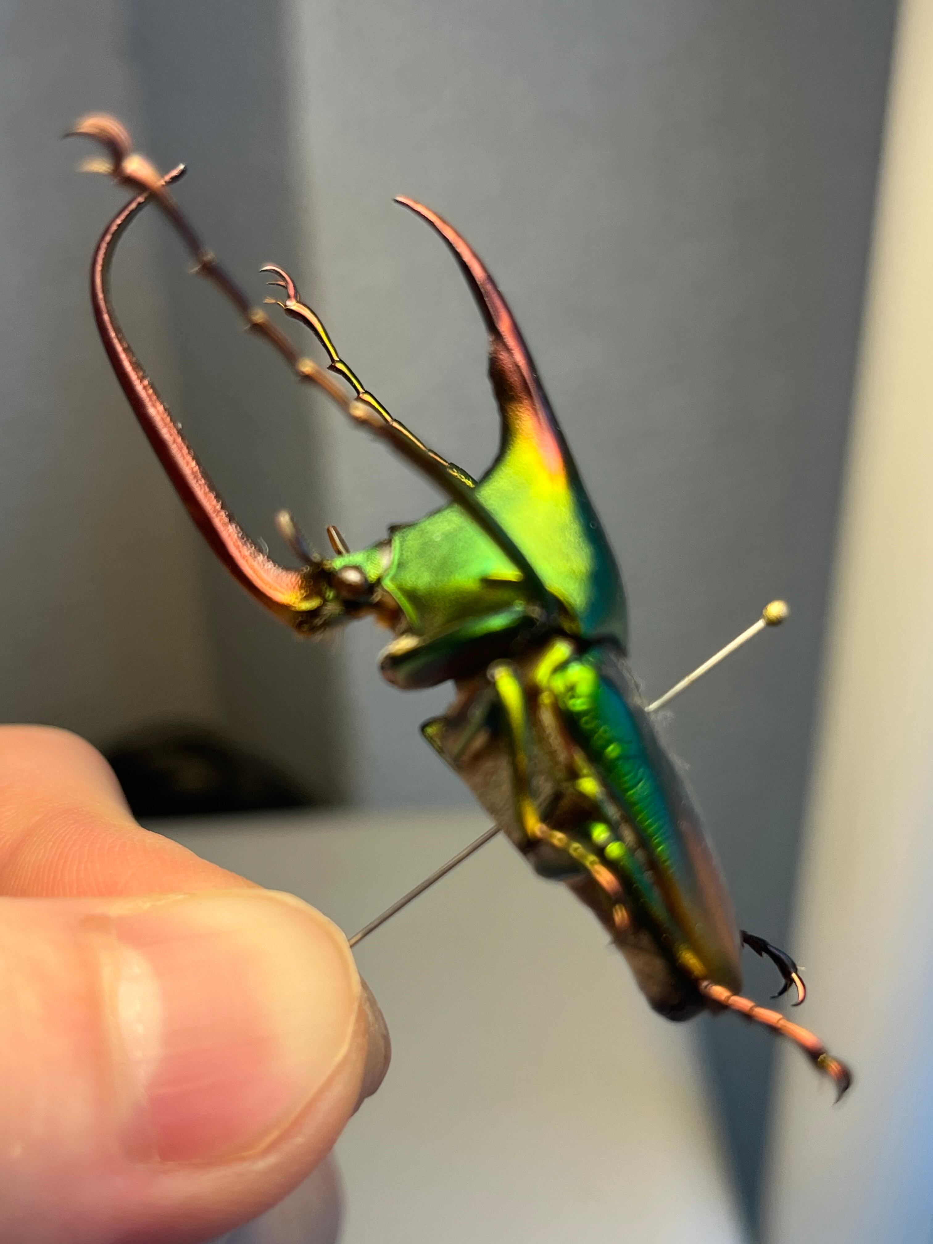 MAX級】カブトハナムグリ コガネムシ プラチナコガネ カナブン