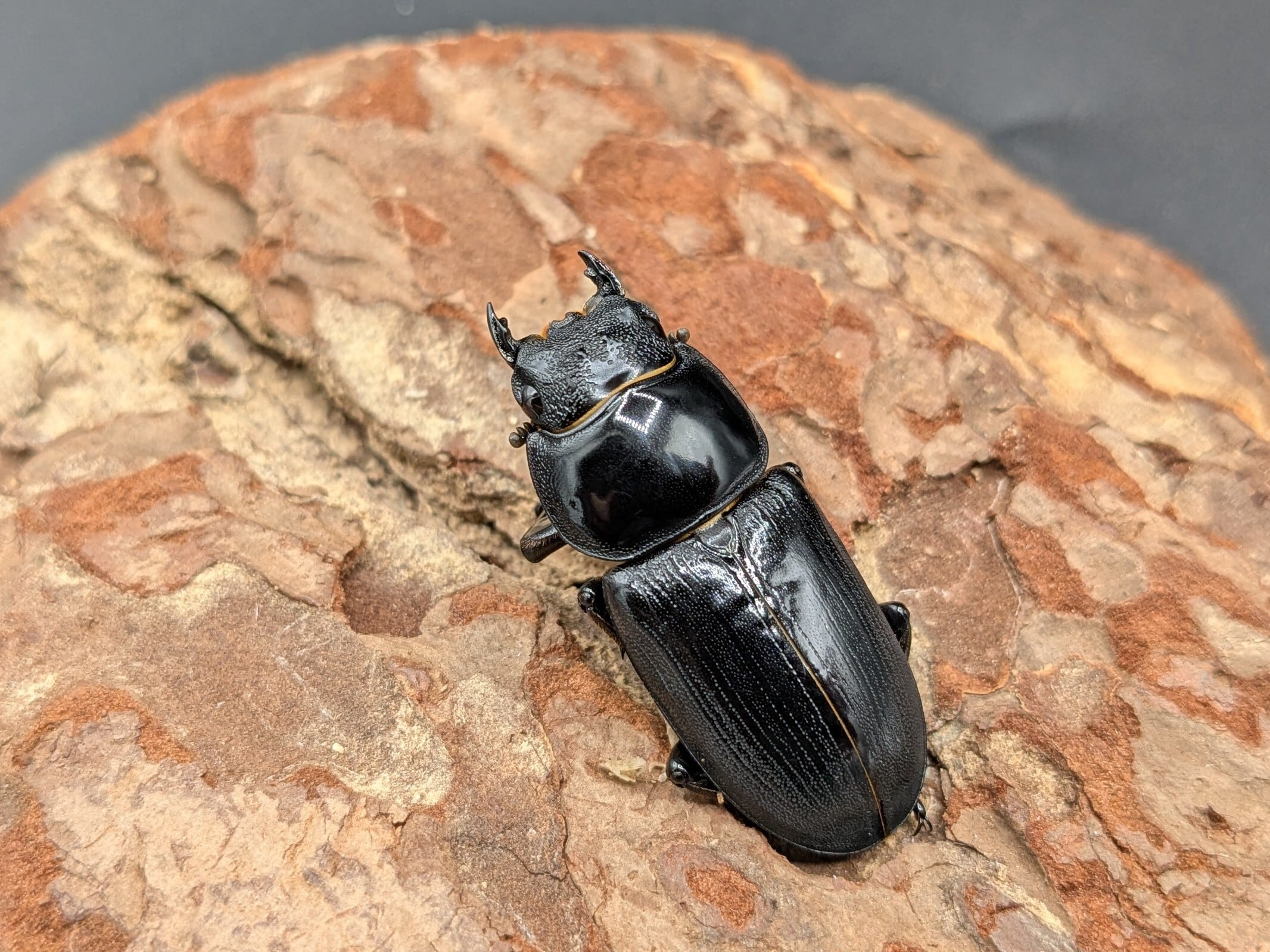 ツノボソオオクワガタ ♂45mm♀32mm | クワガタムシ・カブトムシ