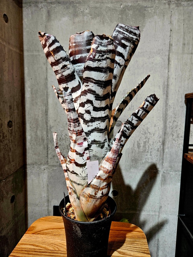 Aec.white Knight【artPLANTs/PLANTS GARAGE】エクメア/Aechmea/タンクブロメリア